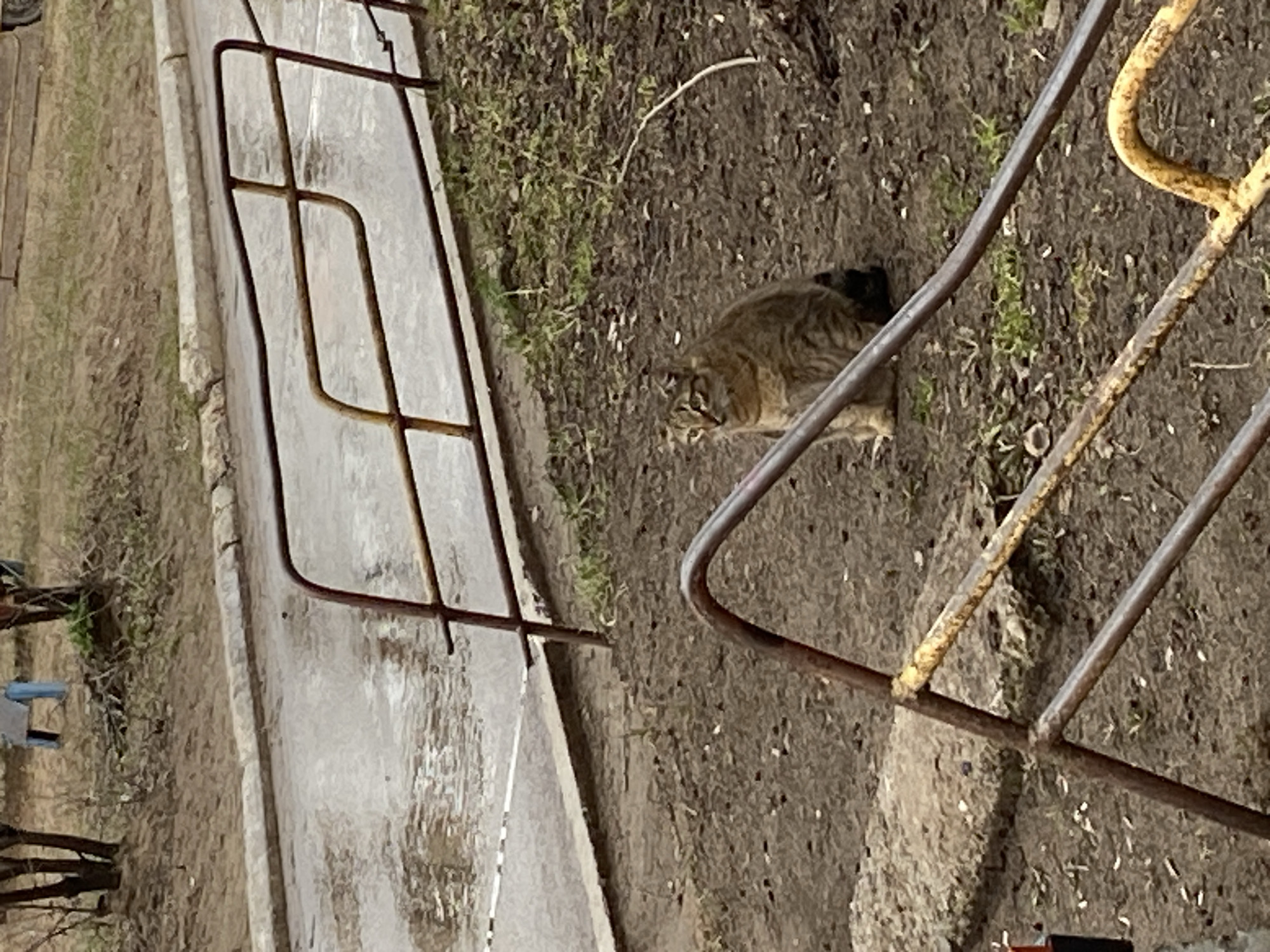 A medium shot, rotated, depicts a tabby cat crouching on a patch of dirt and sparse vegetation near what appears to be a walkway in Noviy, Russia. A rusted metal fence partially obscures the view. The walkway is made of concrete and is light gray. The background is blurry, but some trees and possibly buildings can be discerned.