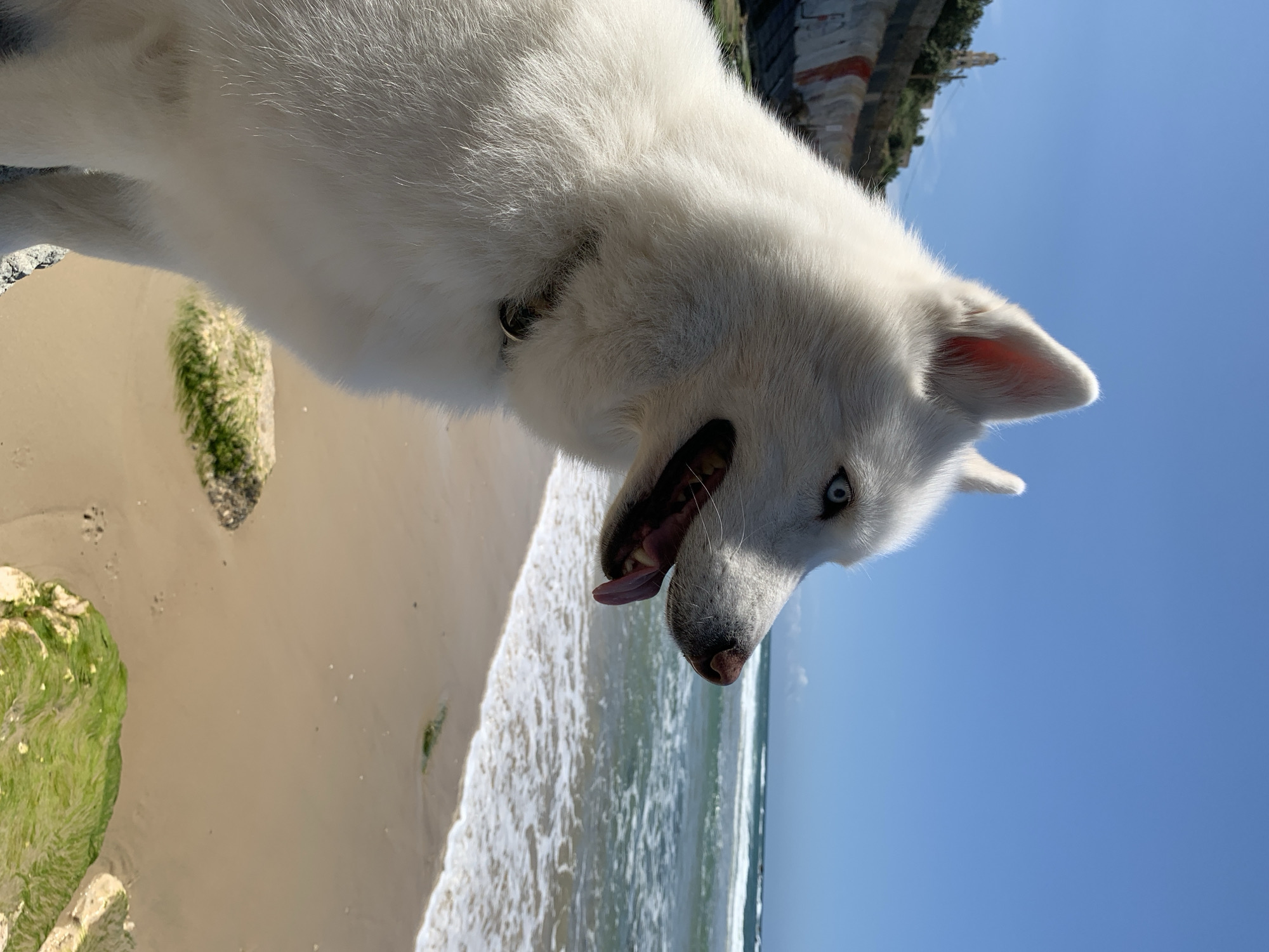 A white husky-type dog with blue eyes and an open mouth with tongue visible, is positioned at the edge of a beach. The beach features a light tan sand and light blue waves approaching the shoreline. Greenish rocks are scattered along the beach. In the background, a cliff with vegetation is visible. The sky is a clear, bright blue. The image appears to be taken during daylight hours. The image location could be the coast of Tel-Aviv, Israel, due to the type of beach, the cliffs, and vegetation type.