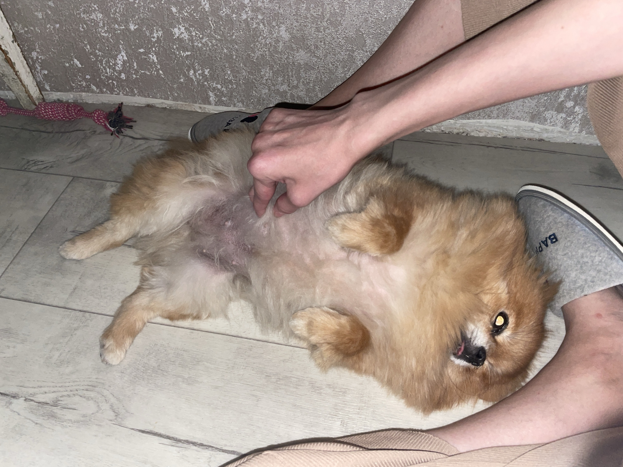 A tan Pomeranian dog lies on its back on a tiled floor. The dog is positioned between a person's legs. The person's left hand is touching the dog's stomach. The person is wearing gray slip-on shoes and beige clothing. A red and gray dog toy is in the upper left corner. The location is likely indoors, and the tiles suggest a modern interior. Based on the shoe imprint "BAPE" and previous user data, this may be in Perm, Russia.