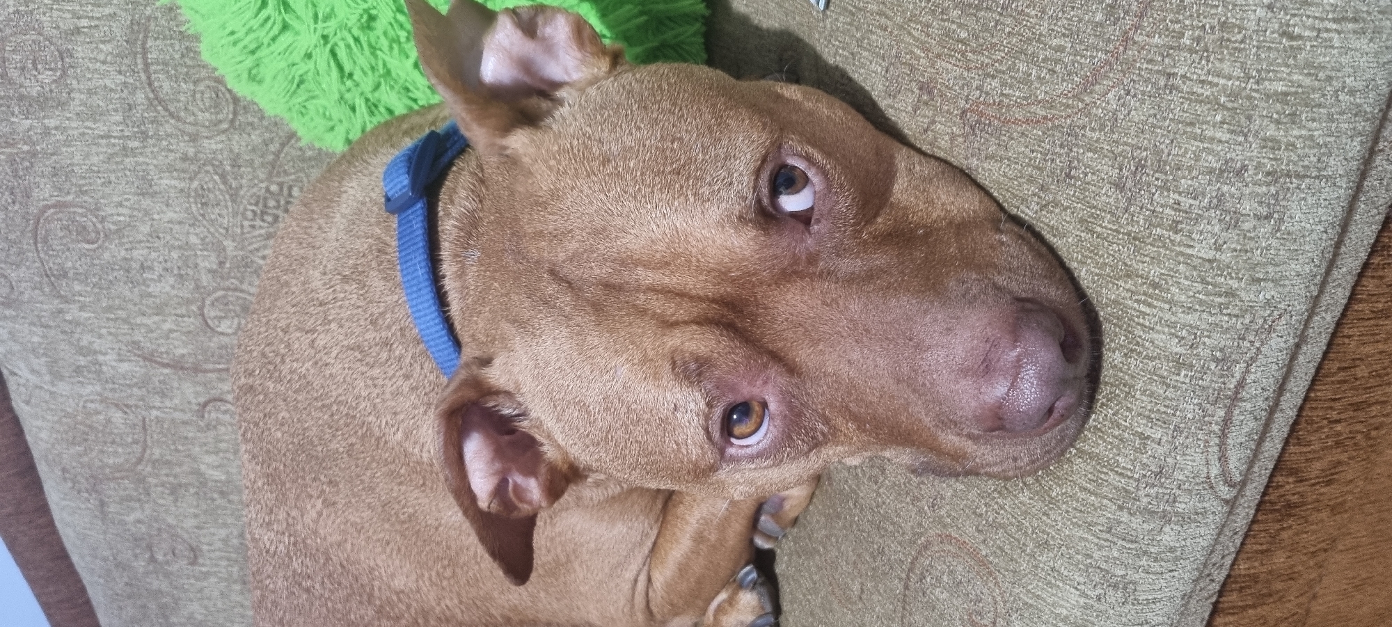 A medium-sized, brown-furred dog with a blue collar lies on a beige and brown patterned sofa. The dog's head is turned towards the camera, revealing its brown eyes. A small, green object is partially visible behind the dog's head. The location is unspecified, and there is no evidence to suggest it is in Sofia, Bulgaria.