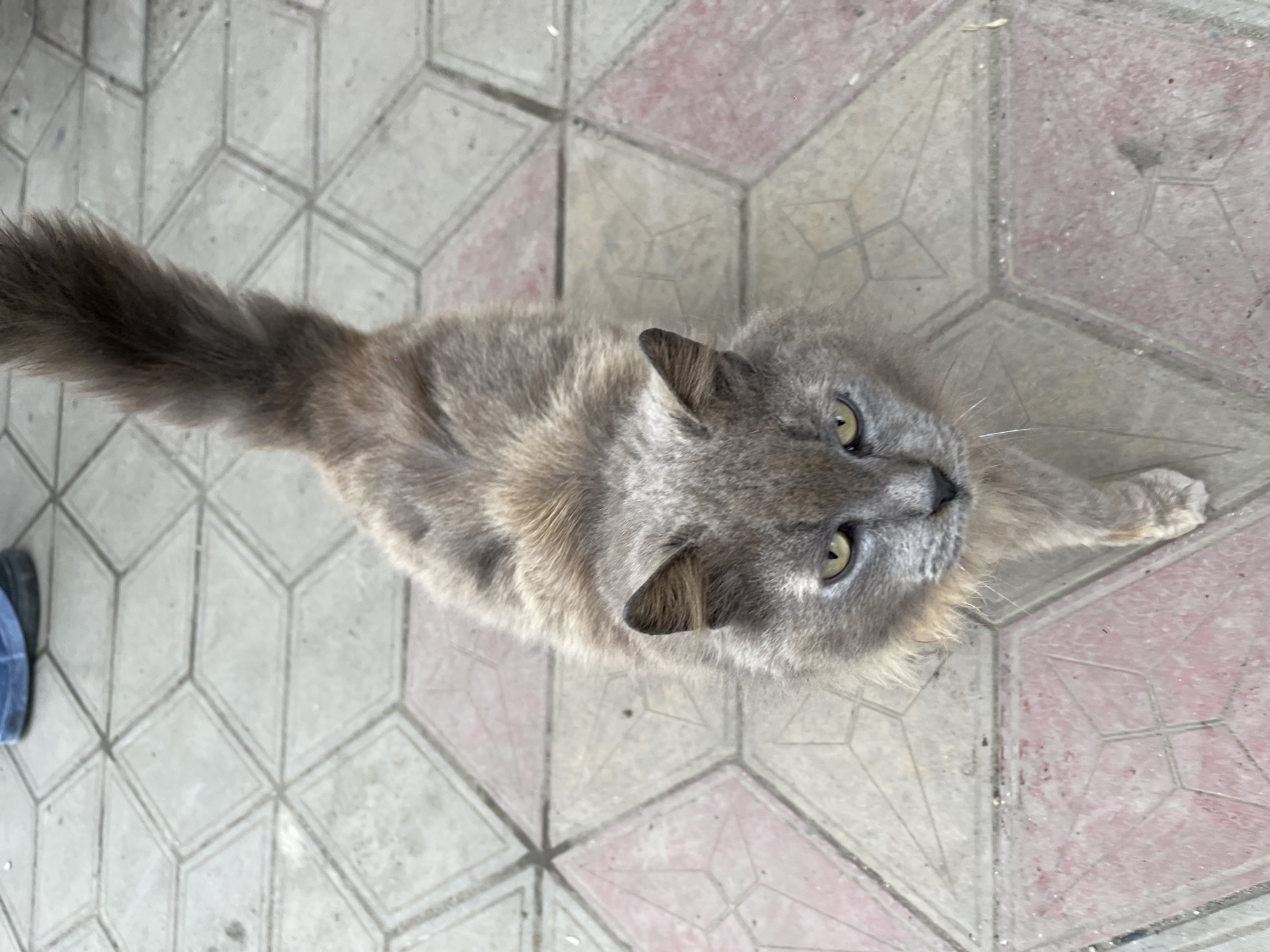 A gray cat sits on a paved area. The paving consists of interlocking geometric tiles in shades of gray and pink. The cat is positioned diagonally in the image, with its tail extending to the left and its head towards the upper right. The cat is looking upward. Part of a blue shoe is visible in the lower left corner of the image. The location is Novopokrovskaya, Russia.