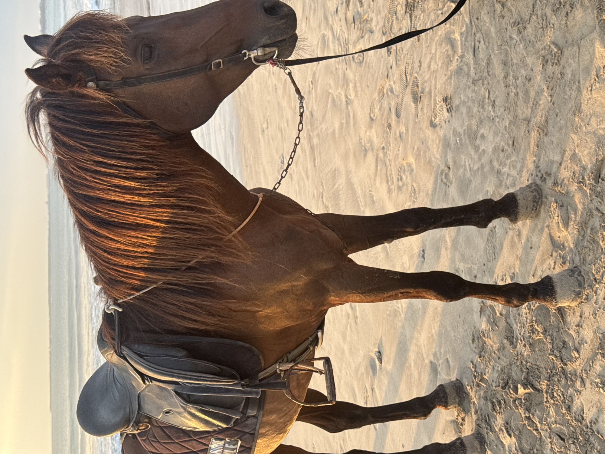 A brown horse stands on a sandy beach in Kuta Selatan, Indonesia, with the ocean in the background. The horse is equipped with a saddle and bridle. The sun is low in the sky, casting a warm glow on the scene. The beach is marked with footprints, suggesting recent human activity. The water is calm, with gentle waves lapping at the shore. The overall atmosphere is serene and peaceful.