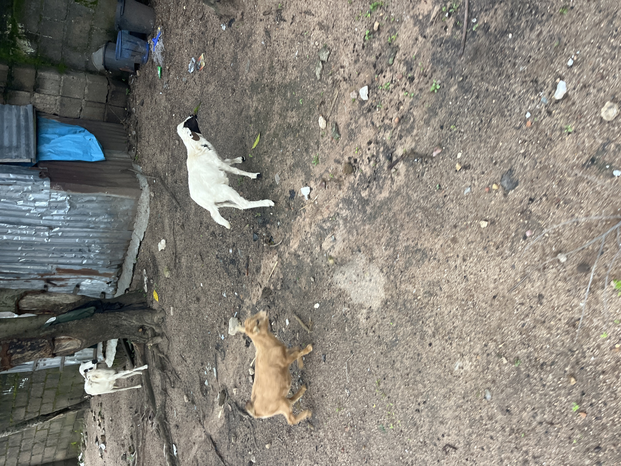 A young brown goat is walking on a dirt path in Jos, Nigeria. It is daytime and the weather is overcast. In the background, there is a white goat standing near a tree. There is also a corrugated metal structure and a brick wall. The ground is covered in dirt, rocks, and debris.