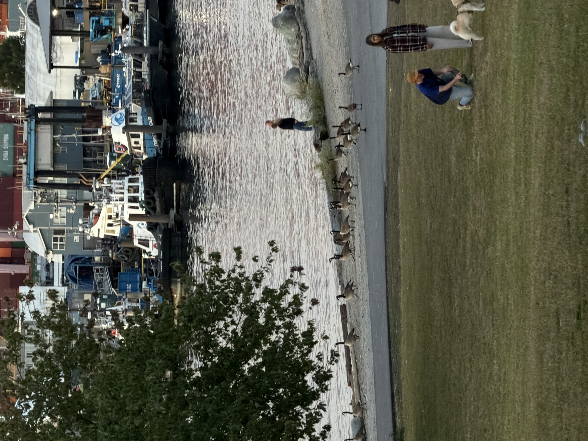 The image depicts a waterfront scene in Vancouver, Canada. In the foreground, a grassy park area is visible with a woman in a plaid shirt and light pants standing to the right, and a man in a blue shirt and brown hat kneeling on the grass. A light-colored dog is near the kneeling man. Further back, several Canada geese are walking and standing on a sandy area next to a body of water. In the background, a man in a brown shirt and blue jeans stands near the water's edge, looking away. Beyond the water, a collection of various boats, including tugboats, are docked at a harbor. Industrial buildings and shipping containers are visible in the distance. The overall atmosphere suggests an overcast or early evening setting.