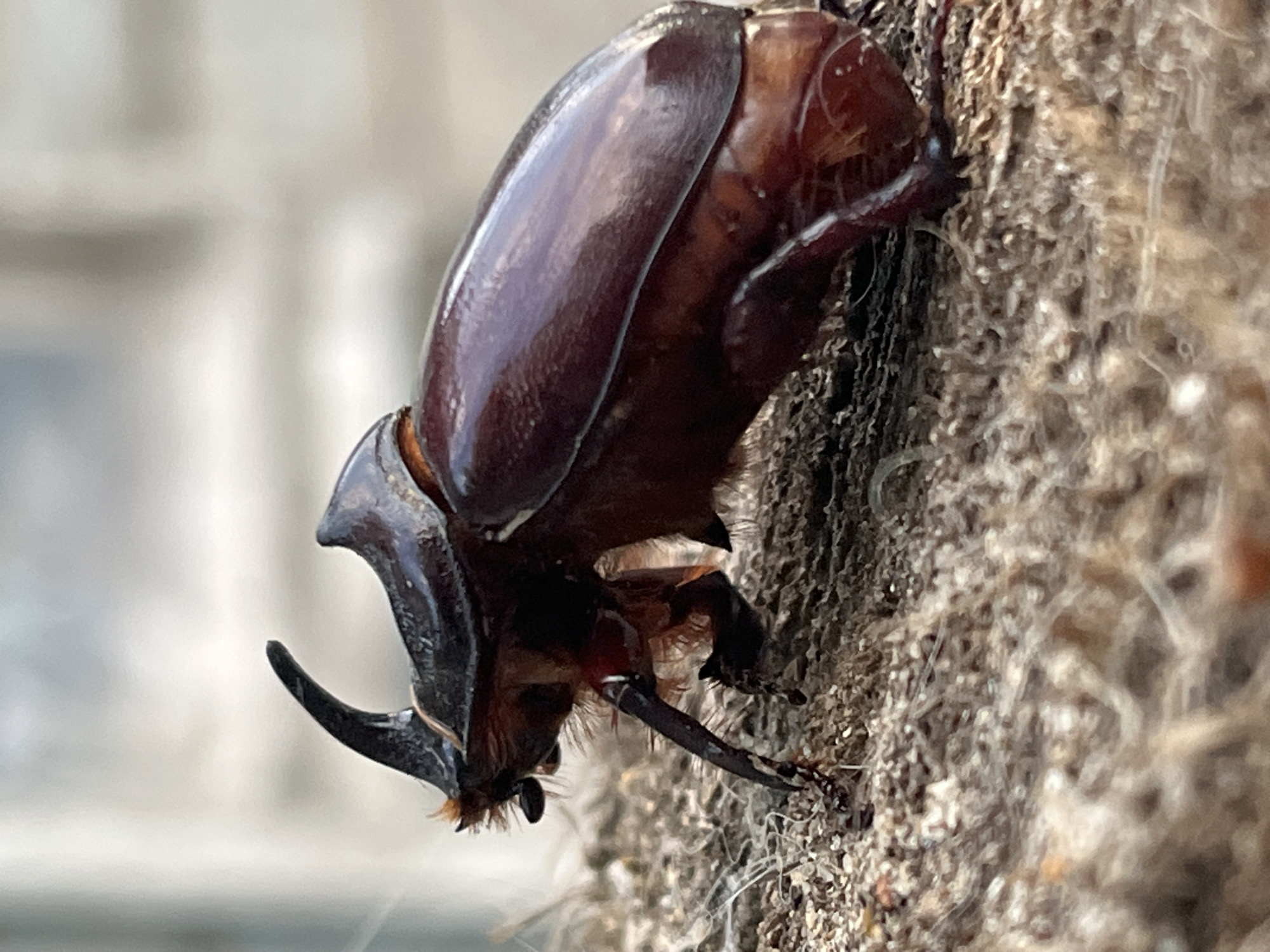 A rhinoceros beetle, identified by its prominent horn, is the central subject of this close-up, eye-level photograph. The beetle is positioned on a coarse, fibrous surface that appears to be made of wood or bark, with loose strands of material visible. Its body is a rich, glossy brown, with visible segmentation and texture. The beetle's head features a curved horn extending upwards and forwards, and its legs are visible, appearing dark and segmented. The background is softly blurred, suggesting a shallow depth of field, with muted tones of grey and white, possibly indicating a building or natural structure. The lighting appears to be natural daylight, casting subtle highlights on the beetle's exoskeleton. The image focuses on the intricate details of the insect and its immediate environment, with no other subjects or activities depicted. The location is confirmed as Krasnyye Barrikady, Russia.
