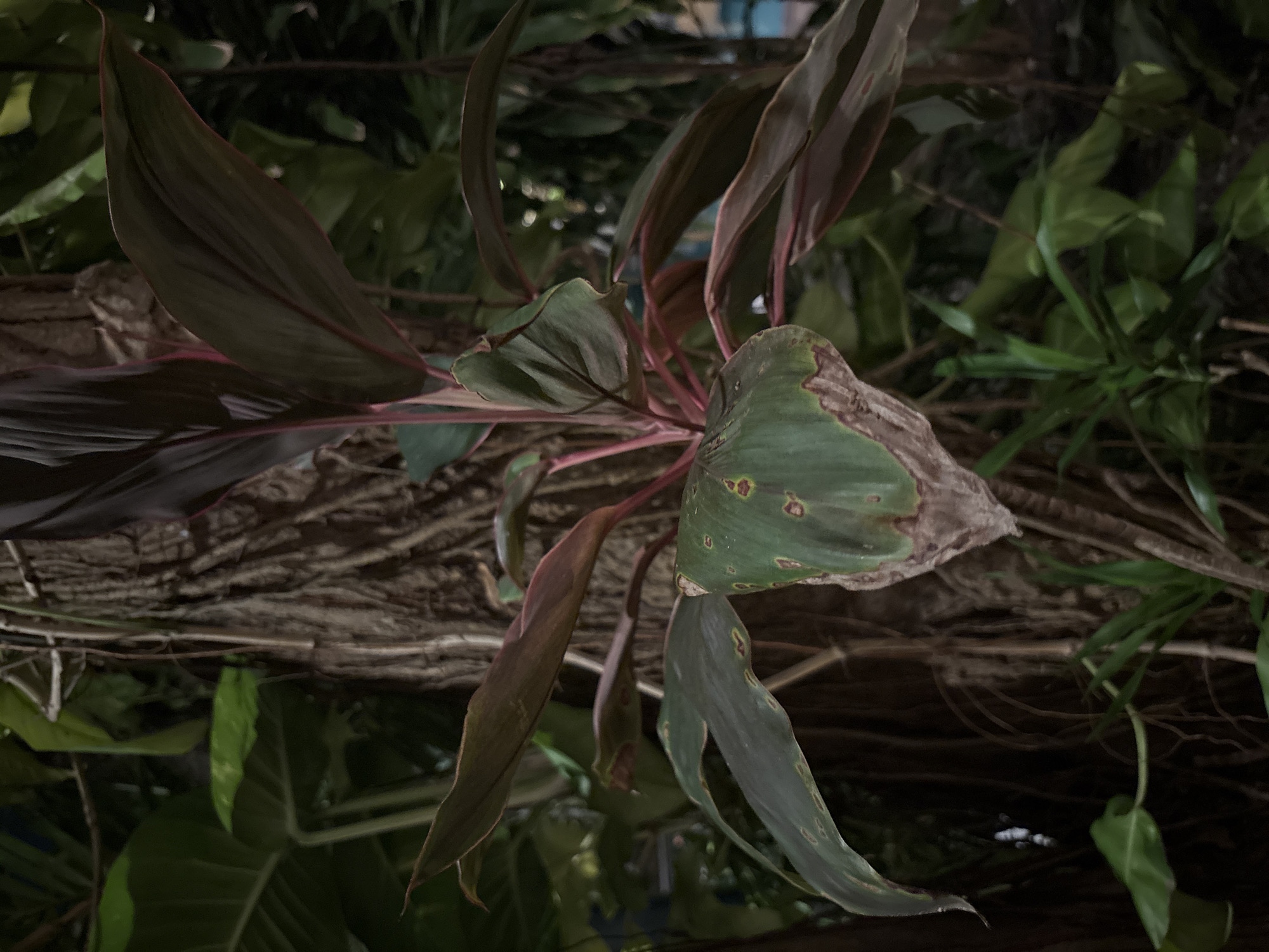 This is a close-up, low-light photograph of a plant with dark green and reddish-brown leaves, some of which show signs of damage with brown, dried-out edges and yellow spots. The plant appears to be a Cordyline, commonly known as a ti plant. The leaves are long and lance-shaped, with some wilting and curling. The background is dark and out of focus, suggesting the photo was taken at night or in a dimly lit environment. Hints of other green foliage are visible in the background, as well as what appears to be a textured, brown surface, possibly a tree trunk or root structure. The overall impression is that of a tropical plant in a natural or semi-natural setting, possibly outdoors in a garden or on a balcony in Chalong, Thailand. No people, text, or specific activities are visible. The lighting conditions and the state of the plant's leaves might suggest it has been exposed to some environmental stress, like direct sunlight or insufficient water, or potentially a pest or disease issue.