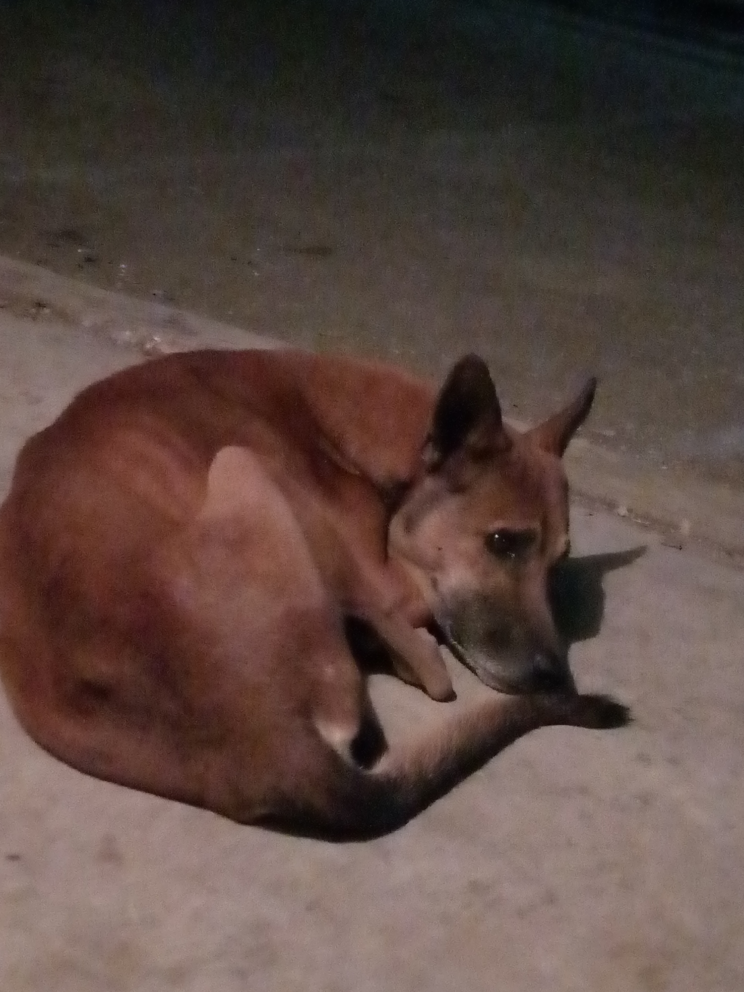 A reddish-brown dog is observed resting, curled tightly on a light-colored ground surface. The animal's head is lowered, and its eyes appear partially closed, suggesting a state of repose. Its fur is short, with darker pigmentation around the muzzle and ears. The environment is dimly lit, with a visible shadow extending from the dog's head to its right, indicating an off-camera light source. The background is dark and out of focus. The scene is located in the city of Juan Griego, Venezuela.