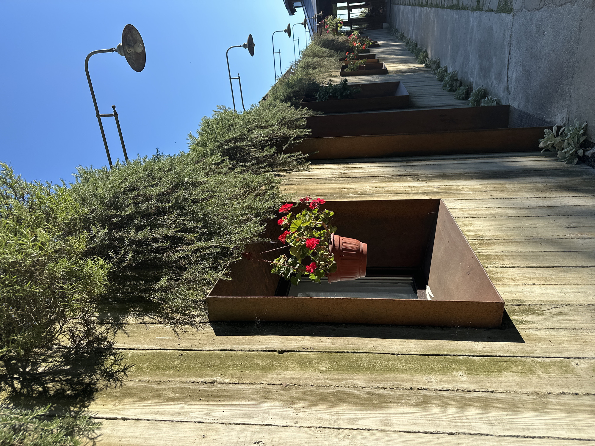 The image depicts an outdoor scene with a long, narrow concrete pathway running alongside a textured wooden wall. The wall has vertical planking and appears weathered, with patches of green moss. Above the wall, lush green bushes are densely planted, creating a natural overhang. Hanging from the bushes, in front of recessed openings within the wall, are terracotta pots filled with vibrant red flowers. These openings are framed by what appear to be rusted metal structures.
Along the top edge of the wall, a series of old-fashioned outdoor lamps with wide, conical shades are mounted on slender, curved metal arms extending outward. These lamps are spaced evenly along the length of the structure. The sky above is a clear, bright blue.
The pathway itself is concrete and shows some cracks and wear. Small, silvery-green plants are growing along the base of the wall next to the pathway. The scene is illuminated by bright sunlight, casting distinct shadows from the foliage and the lamps onto the wall and pathway, suggesting it is daytime. There are no people visible in the image. The overall impression is one of a well-maintained, rustic outdoor area, possibly a walkway or passage in a garden or resort. The location in the city of Progress, Russia, is not discernible from the visual information provided.