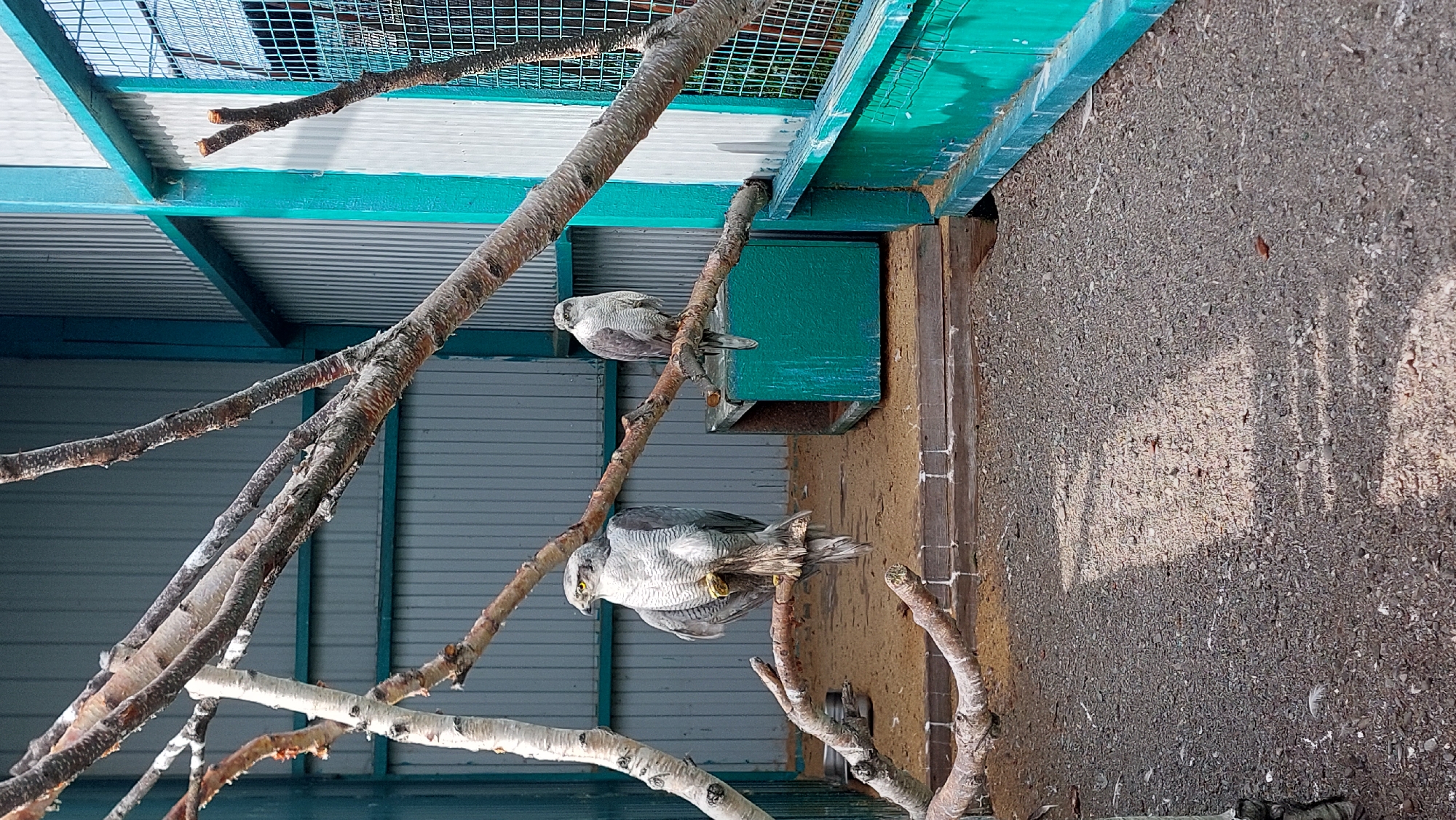 Two Northern Goshawks are perched on branches within an aviary. The aviary has a corrugated metal wall in the background and a green metal fence in the foreground. One goshawk is on the left, facing left and looking forward. The other goshawk is on the right, facing right and looking forward. The ground of the aviary is covered in sand and gravel.