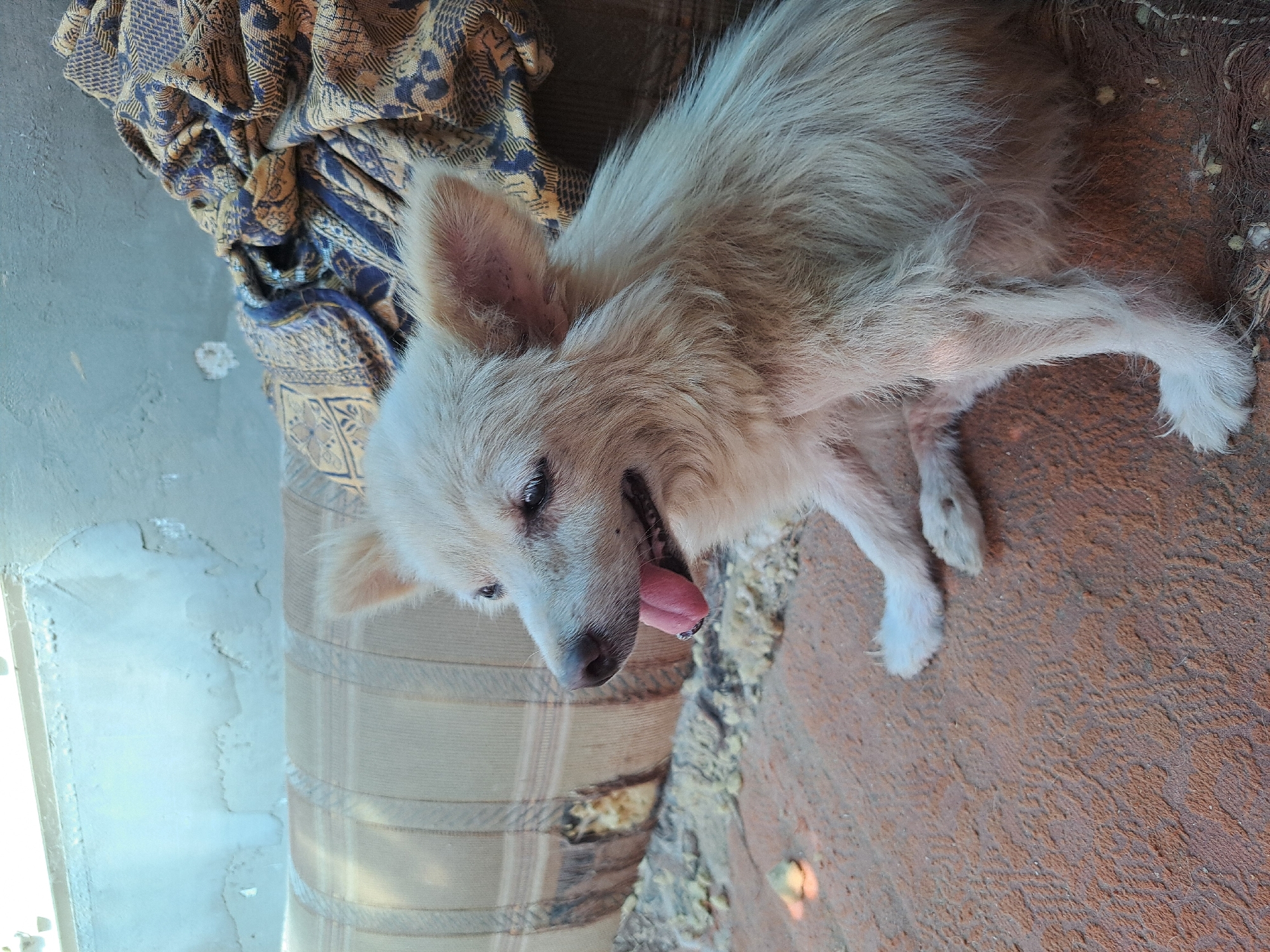 A medium shot, eye-level photograph shows a fluffy, white, medium-sized dog sitting on a reddish-brown, textured surface, possibly a rug or packed dirt. The dog is facing to the left of the frame, with its mouth open and tongue hanging out, indicating it might be panting or relaxed. Its eyes are partially closed, and its ears are perked up. Behind the dog, a faded, tan-colored couch with a plaid pattern is visible, showing signs of damage with exposed stuffing in one area. To the right of the couch, a dark blue and tan patterned fabric is draped, possibly a blanket or throw. The background consists of a light blue, textured wall, likely plaster or concrete, with some imperfections. The lighting suggests it is daytime, with soft light illuminating the scene. No people are present. The location is identified as Vypasne, Ukraine, though no specific Vypasne landmarks are identifiable within the frame.