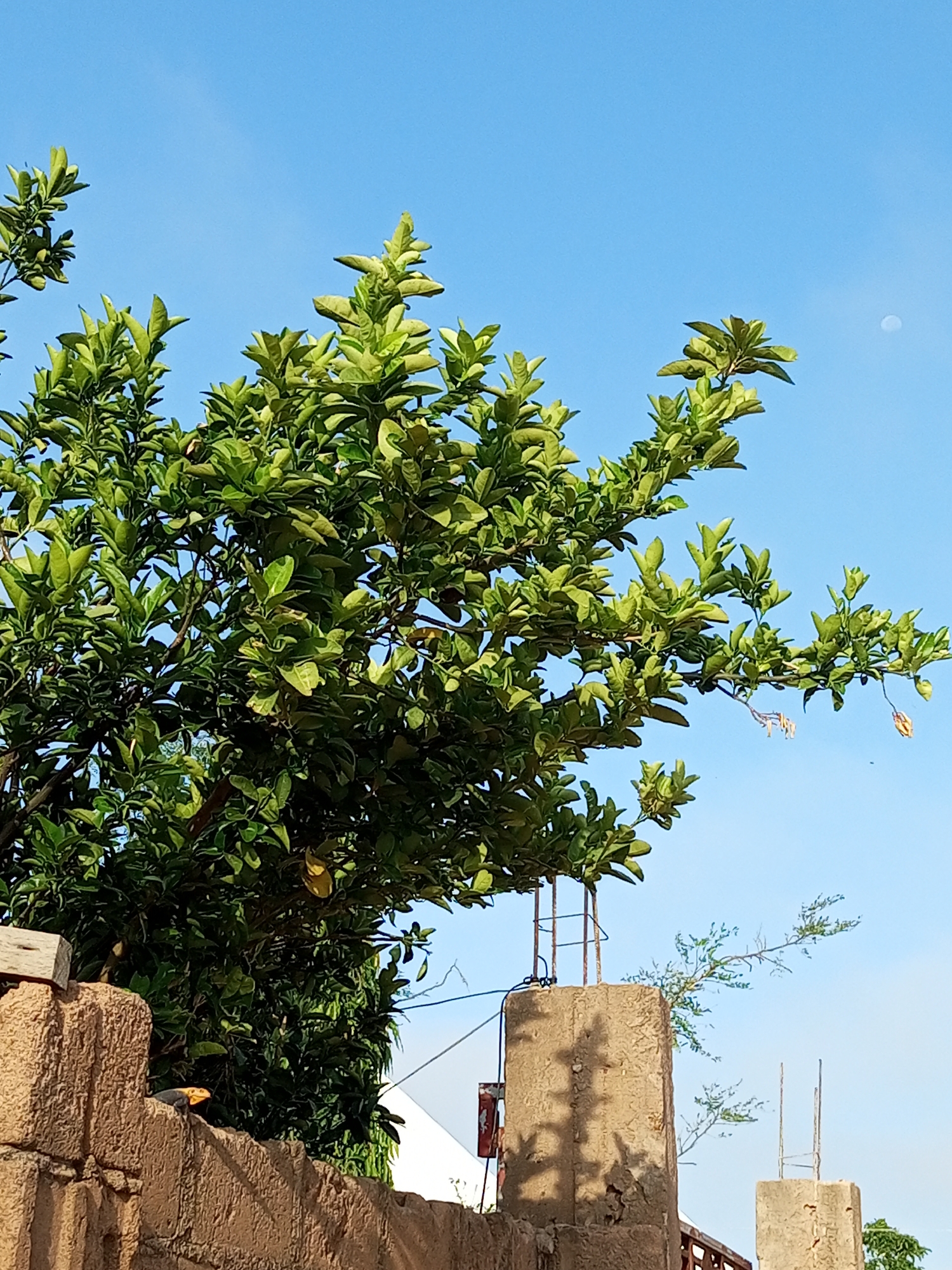 A bright, clear blue sky is visible above a lush green tree, its branches reaching upwards and to the right. In the upper right quadrant of the sky, a faint, pale circle, likely the moon, is discernible. The tree's foliage is dense and vibrant, with some branches extending beyond the main mass. To the left of the tree, a textured, reddish-brown wall forms the lower portion of the frame. Resting on this wall is a small lizard, its body dark with a bright orange head, looking to the left. To the right of the tree and behind the wall, two concrete pillars rise, one topped with exposed rebar. A thin, delicate branch extends from behind the left pillar. The overall scene suggests an outdoor setting, possibly a yard or garden area, in the city of Gombe, Nigeria.