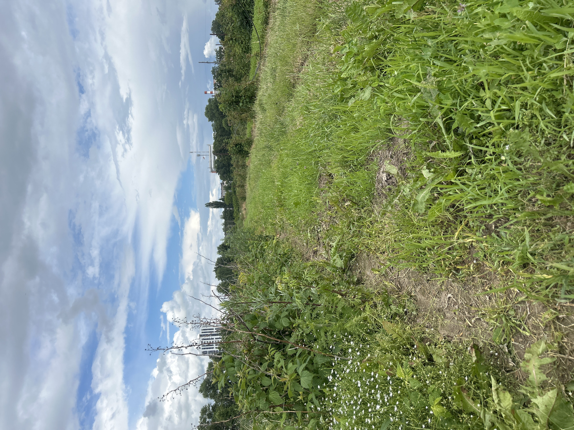 The image shows an overgrown path through a field of tall grass and wildflowers. In the background, there are trees, a modern multi-story building, and industrial structures with smokestacks. The sky is cloudy with patches of blue. The scene appears to be located on the outskirts of a developed area, possibly on the edge of the city of Krasnenskoye, Belarus, given the presence of both natural and industrial elements. There are no people or animals visible in the frame.