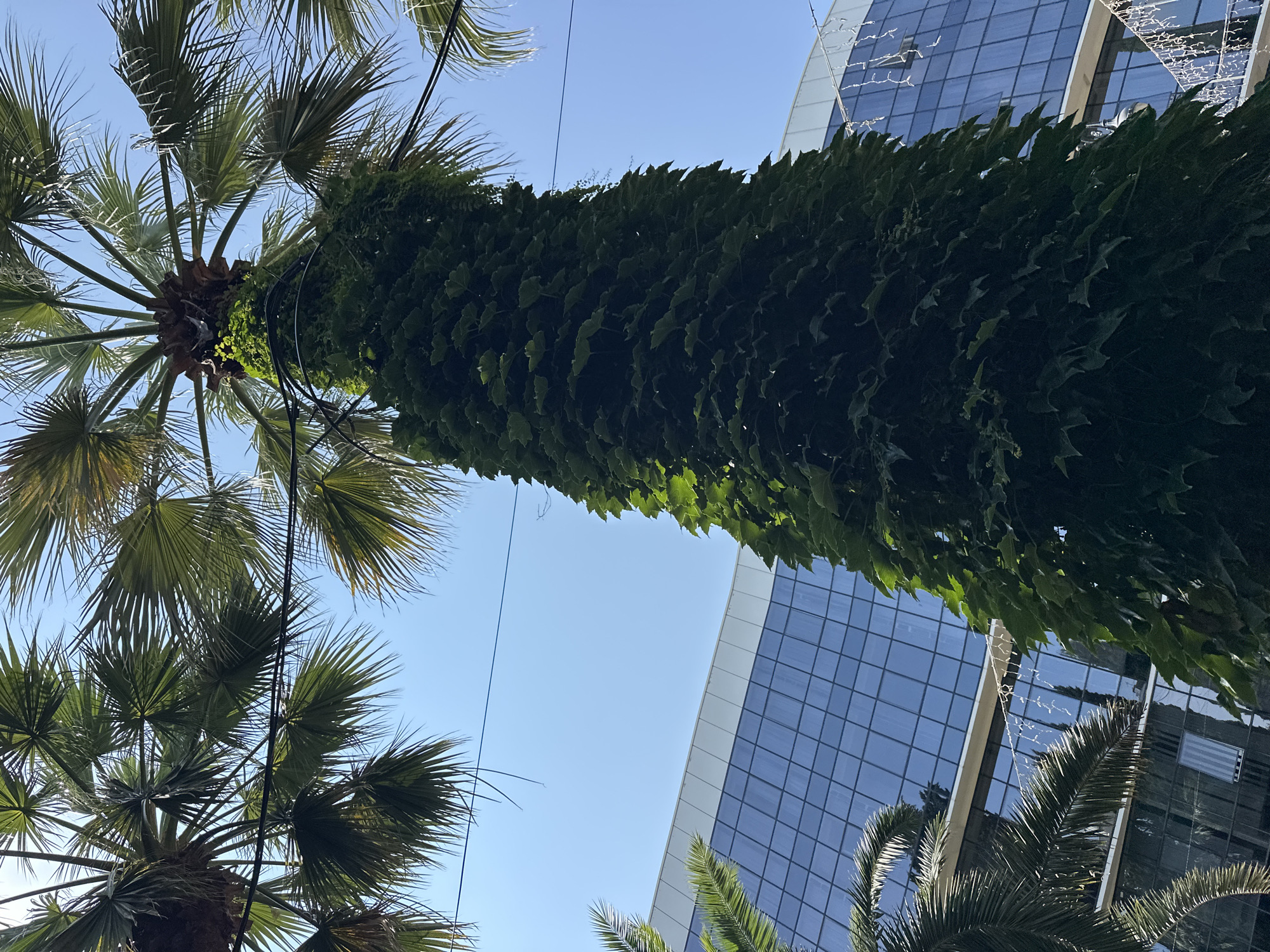 An upward perspective shot shows a tall, slender palm tree whose trunk is densely covered in green ivy. The palm fronds, fanned out at the top, reach towards a clear blue sky. To the right, a modern building with a reflective glass facade is visible. The building has a white trim along its roofline, and strings of small, white lights are draped along its exterior, suggesting a festive or decorative element. Other palm trees are partially visible on the left side of the frame. The image is taken from ground level, looking up at the tree and building. The scene is set in Sochi, Russia.