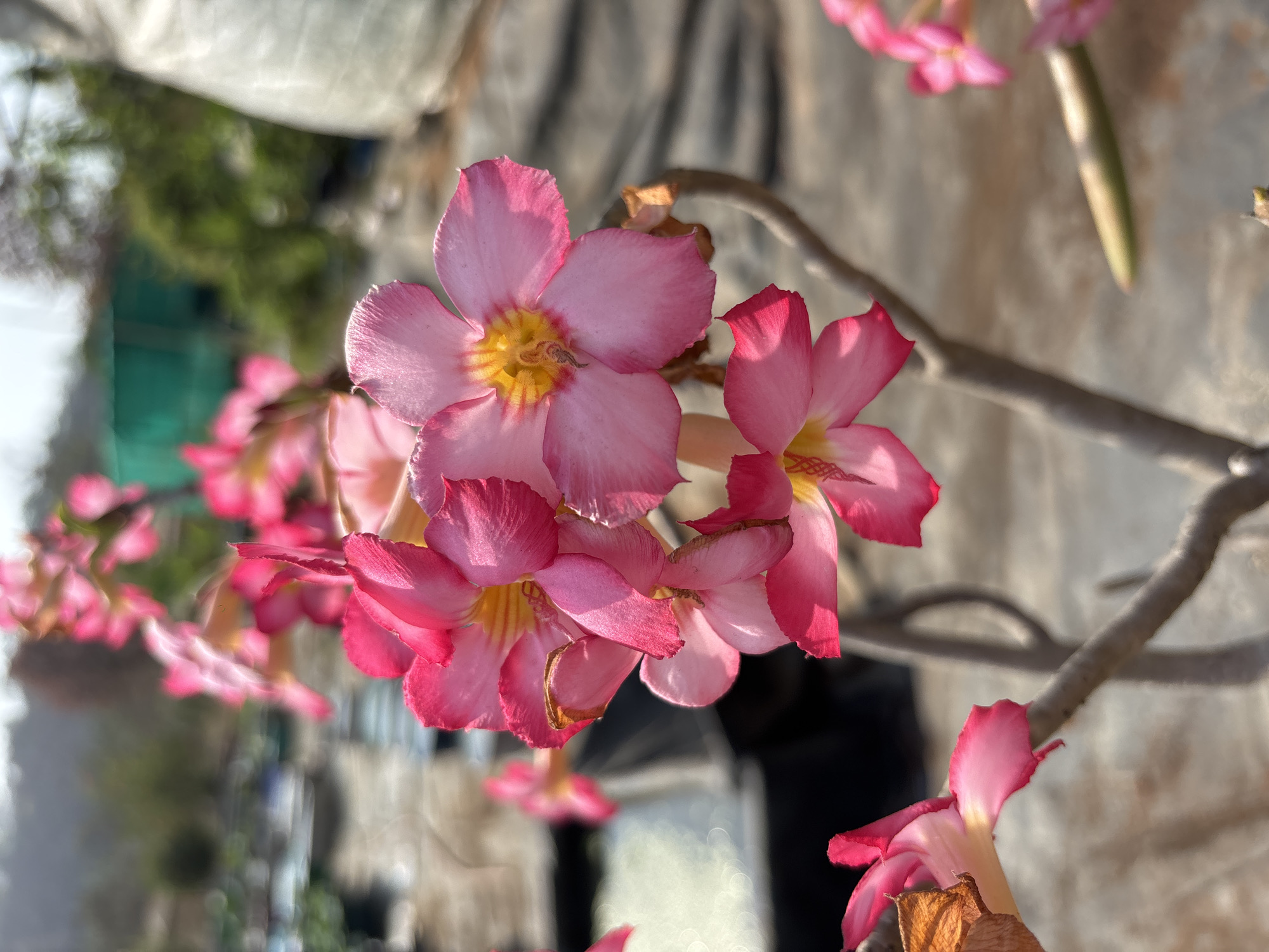 A close-up image shows a cluster of pink adenium flowers with a yellow center. The flowers are on a branch, and the background is blurred, showing a mix of light and shadows, suggesting outdoor lighting. The overall composition is focused on the delicate details of the flowers. The image was taken in Badlapur, India.