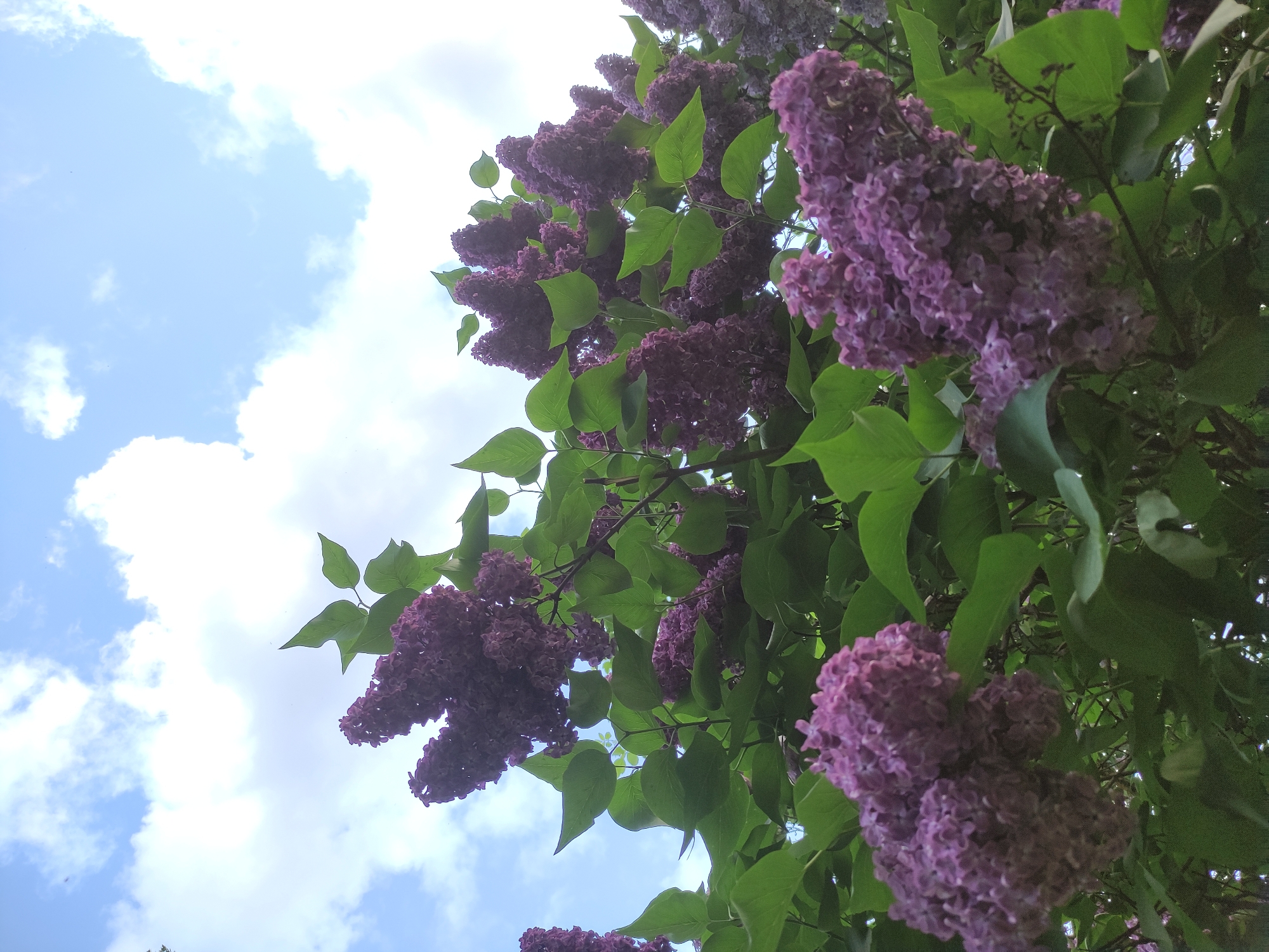The image features blooming purple lilac flowers with green leaves set against a bright blue sky with fluffy white clouds. The flowers are densely clustered and fill much of the frame, with the sky visible in the upper-left portion of the image. The photo appears to be taken from a low angle, looking upwards at the lilac bush. While the image shows lilac flowers, it is not possible to definitively determine the location is Moscow, Russia. The location is unknown.
