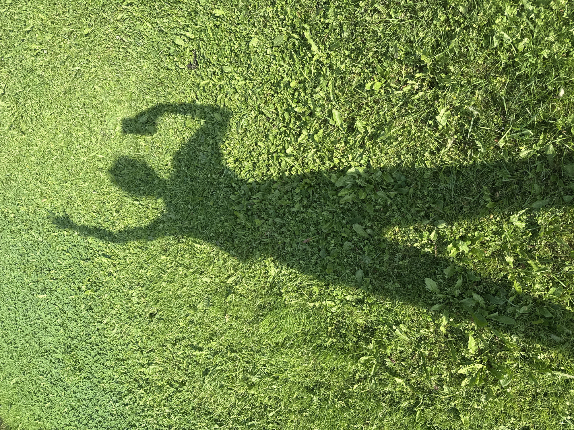 A shadow of a person stands on a grassy area. The shadow is cast from the right side, with the sun illuminating the grass from that direction. The grass is a mixture of various green shades, with some patches appearing lighter and others darker, suggesting varying heights and types of vegetation. Some broad leaves of plants, possibly weeds, are interspersed among the grass blades. The shadow depicts a person with their left arm raised, fist clenched, and their right arm bent, also with a fist clenched. The overall impression is one of dynamic posing, possibly for a photograph. The location in Baryshevo, Russia is noted, but no specific landmarks or urban elements are visible to confirm this.