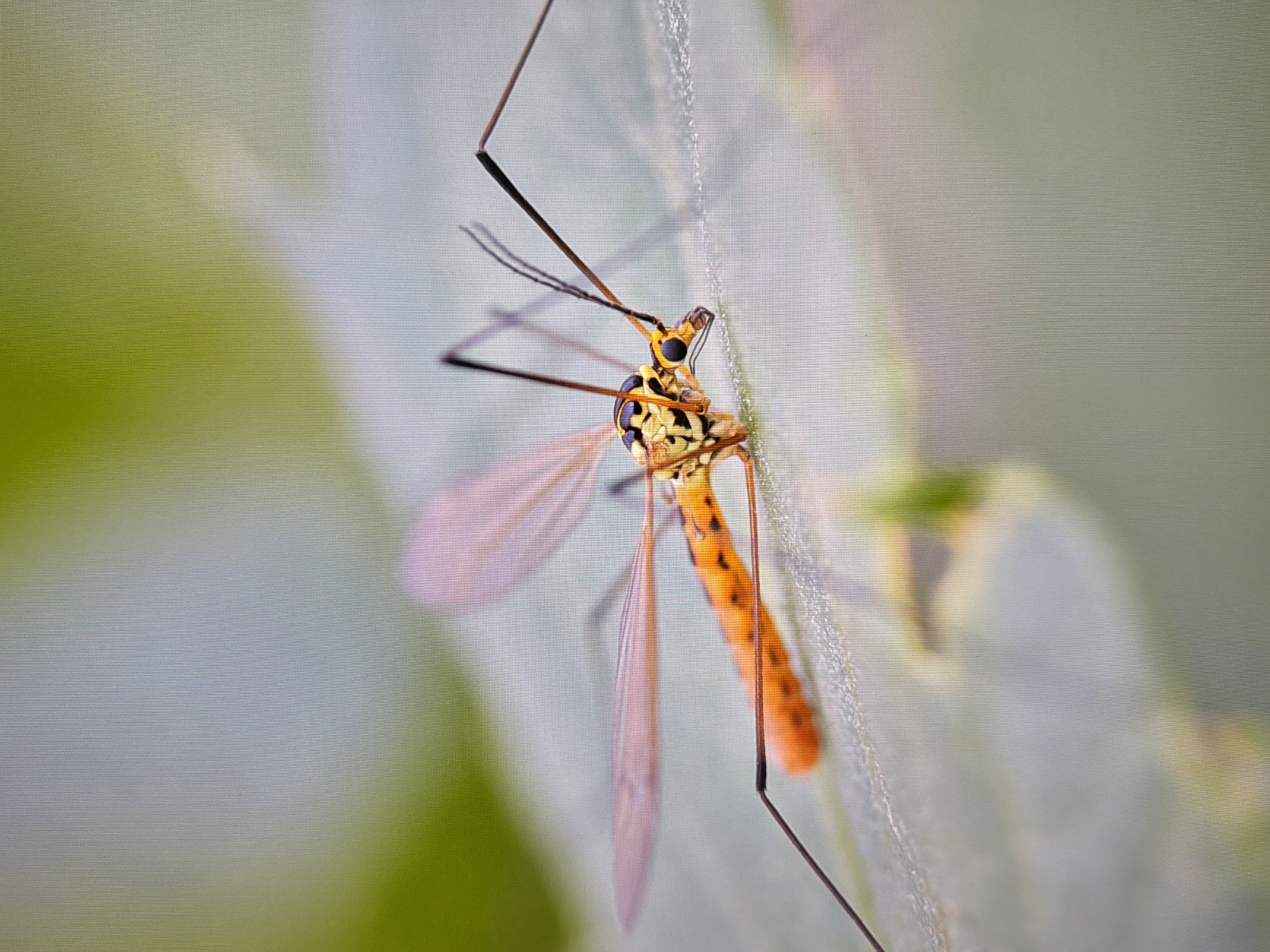 A close-up, macro photograph captures a crane fly resting on a leaf. The insect is positioned from the side, with its elongated body, delicate wings, and long, spindly legs clearly visible. The crane fly has a distinctive yellow and black patterned thorax and a vibrant orange abdomen dotted with black spots. Its wings are translucent and tinged with pink. The leaf it's on appears textured and slightly damp, with a soft, out-of-focus green background. The lighting is soft, highlighting the intricate details of the insect and its immediate surroundings. There are no people or any discernible urban elements in the frame, suggesting an outdoor, natural setting.