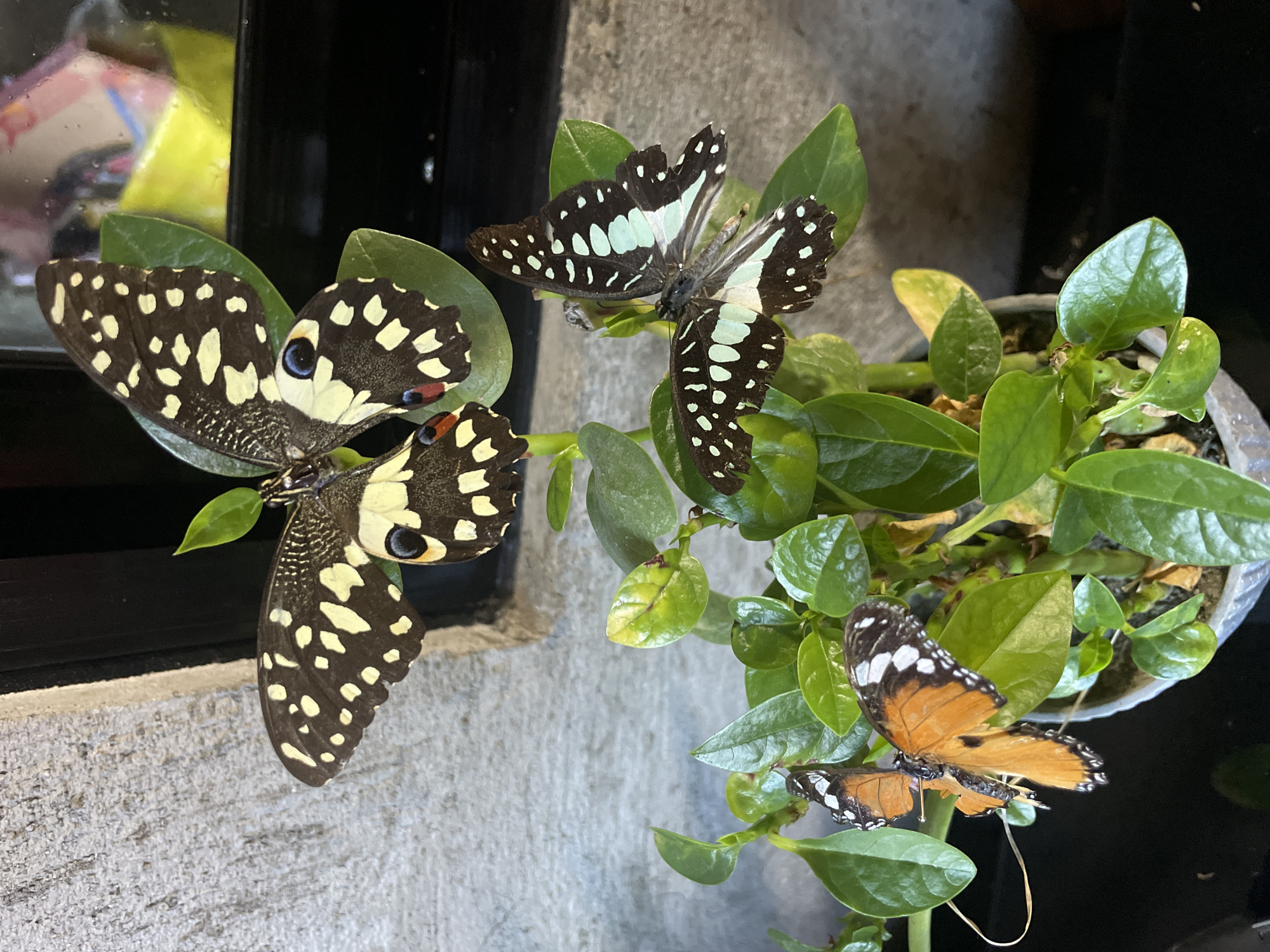 Four butterflies are resting on the green leaves of a potted plant. Two butterflies are on the upper part of the plant. One is a large butterfly with black and white markings on its wings. The other butterfly is smaller, with black wings dotted with pale green spots. Two more butterflies are on the lower part of the plant. One is a butterfly with orange and black wings, and the other is a butterfly with black wings and white spots. The plant is in a clear plastic pot. The background is a rough, grey wall. The image was taken in Davao City, Philippines.