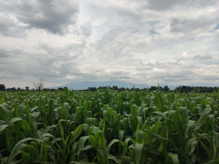 The image displays a vast agricultural landscape, centered on a verdant field of corn plants under an overcast sky. In the foreground and midground, dense rows of young, healthy corn stalks with broad, green leaves fill the majority of the frame, indicating an active growing season. The perspective is low, placing the viewer within the field, looking out towards the horizon.

In the mid-distance, a line of trees marks the transition from the cultivated land, with a distinct, bare, leafless tree standing prominently on the left side amidst the greenery. Further in the background, a range of distant mountains can be seen, their forms softened by the atmospheric conditions and cloud cover. The sky above is entirely covered with thick, gray and white clouds, suggesting an overcast day with diffused light, likely late morning or afternoon.

The scene conveys a sense of rural tranquility and agricultural productivity. No people are visible, emphasizing the natural elements and the scale of the cultivated land. The setting is a field in a rural area, consistent with the provided location context of Badas, Indonesia. There is no visible text in the image.