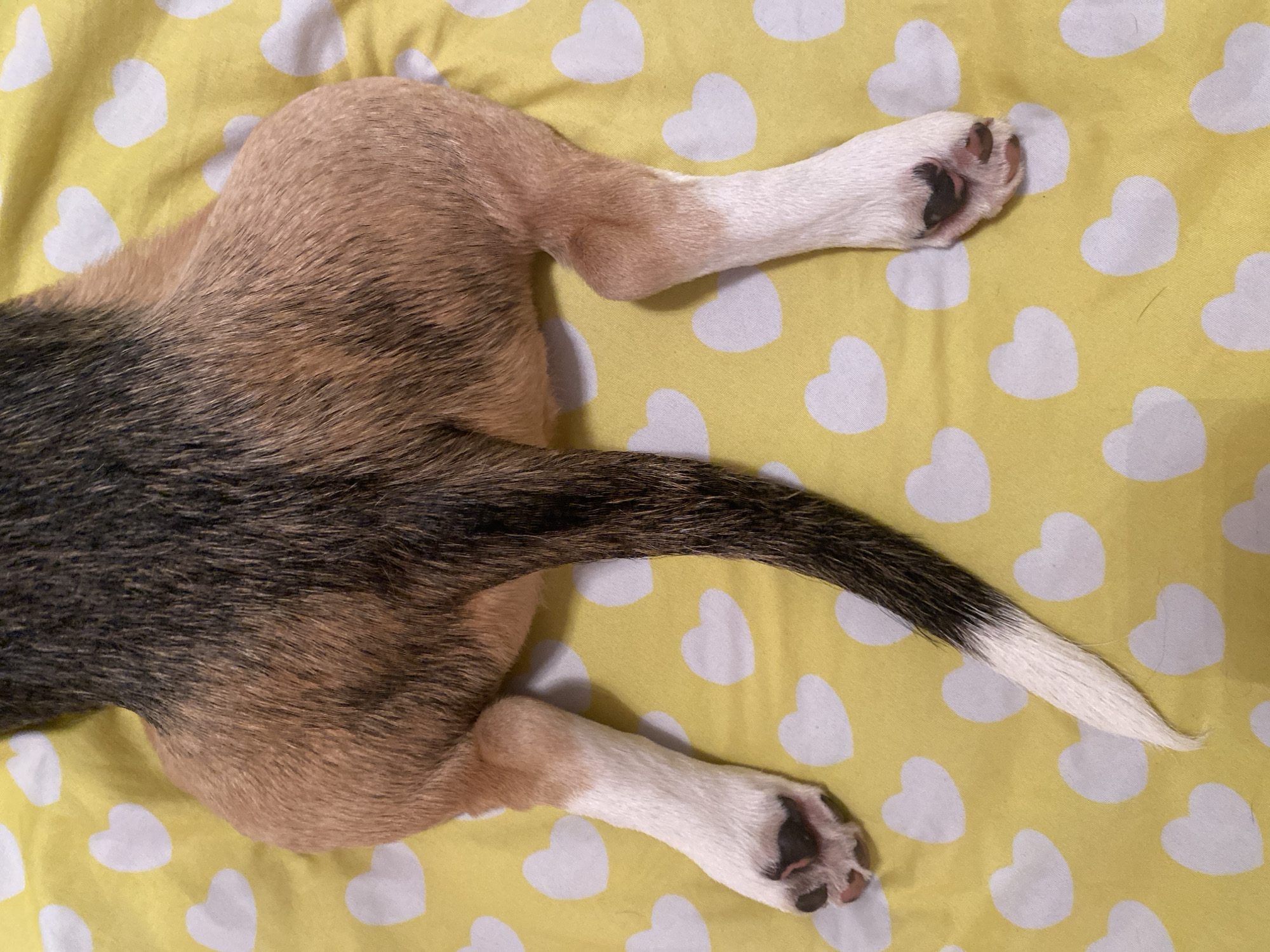 The image is a close-up, overhead view of the hindquarters and hind legs of a dog lying on a yellow fabric with white heart patterns. The dog's fur is a mix of brown, black, and white. Its tail is long and bushy, with black and brown fur near the base, transitioning to white at the tip. The dog's hind legs are bent, with white fur on the lower legs and paws. The paws have visible toe beans and dark nails. The fabric underneath is a bright yellow with a repeating pattern of white hearts. The scene is indoors, with no visible background elements to suggest a specific location. There are no people or other animals present. The image does not provide any information about the city of Perm, Russia, or any other geographical location.