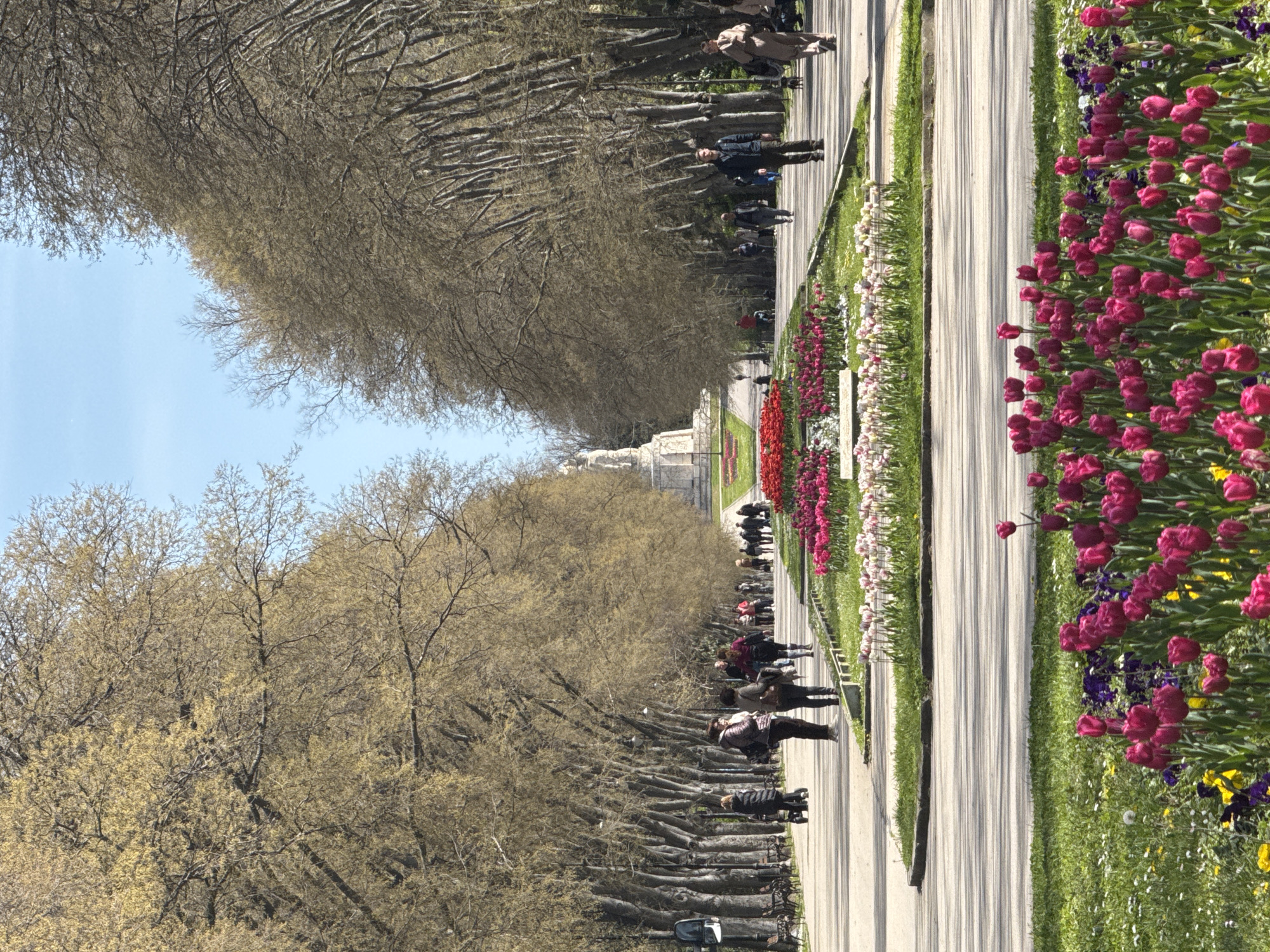 This image captures a vibrant, tree-lined promenade in Varna, Bulgaria, likely within a park setting like the Sea Garden. The scene unfolds on a clear, sunny day, characteristic of early spring.
The central feature is a wide, paved walkway stretching into the distance, with numerous people strolling along it. On the right side of the path, extensive flowerbeds are meticulously arranged, showcasing a magnificent display of red and pink tulips in full bloom, interspersed with smaller purple and yellow flowers like pansies or violas. These flowerbeds create a colorful border along the path.
On both sides of the promenade, mature deciduous trees form a grand avenue. Their branches, mostly bare or just beginning to show light green buds, suggest the transition from winter to spring. Underneath the trees on the left, rows of dark-colored park benches are visible, inviting visitors to rest. Further down this tree-lined section, a glimpse of a light-colored vehicle is visible near the bottom left.
In the far distance, at the end of the avenue, a large, light-colored monument or statue stands prominently, adding a focal point to the perspective. People are scattered throughout the scene, walking individually or in small groups, enjoying the pleasant weather and the beautiful surroundings. Shadows cast by the trees and flowerbeds indicate bright sunlight. The clear blue sky overhead completes the serene and inviting atmosphere of the park. No discernible text is visible in the image.