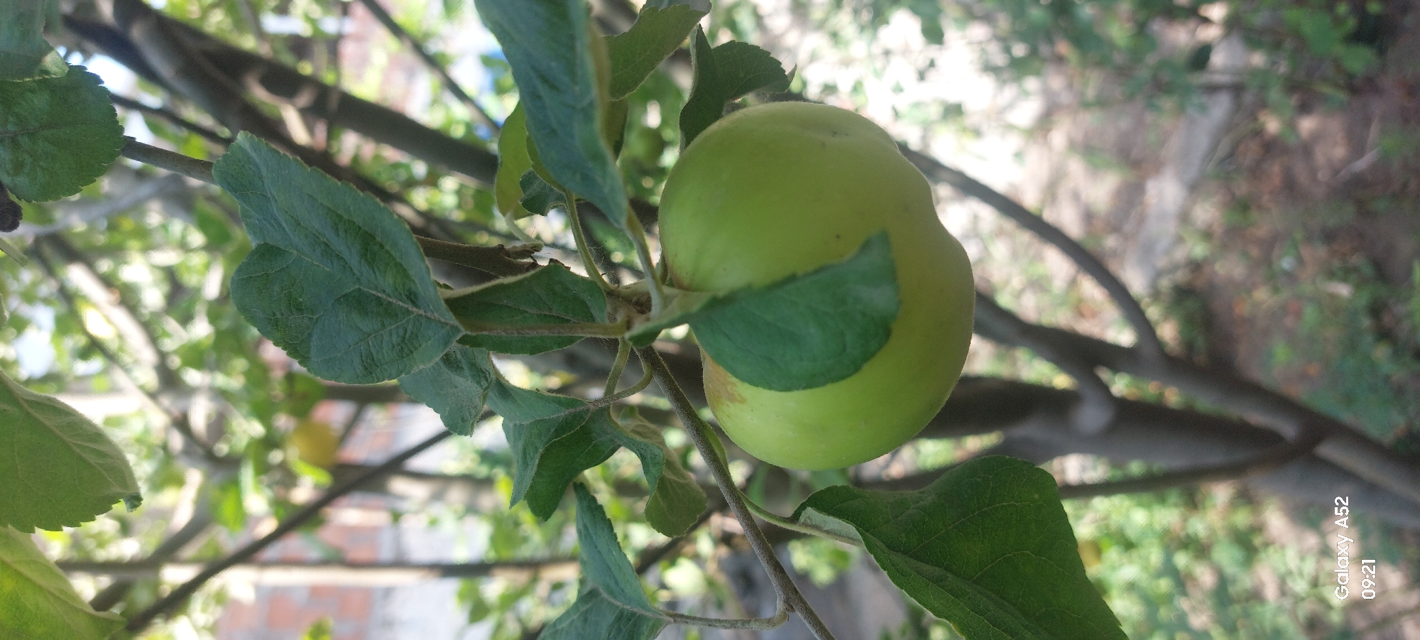 A single, unripe green apple hangs from a tree branch. The apple is partially obscured by leaves. The background is a blurred garden scene with trees and foliage. The lower left corner of the image contains a watermark that reads "Galaxy A52 09:21". There are no people or actions depicted in the image.