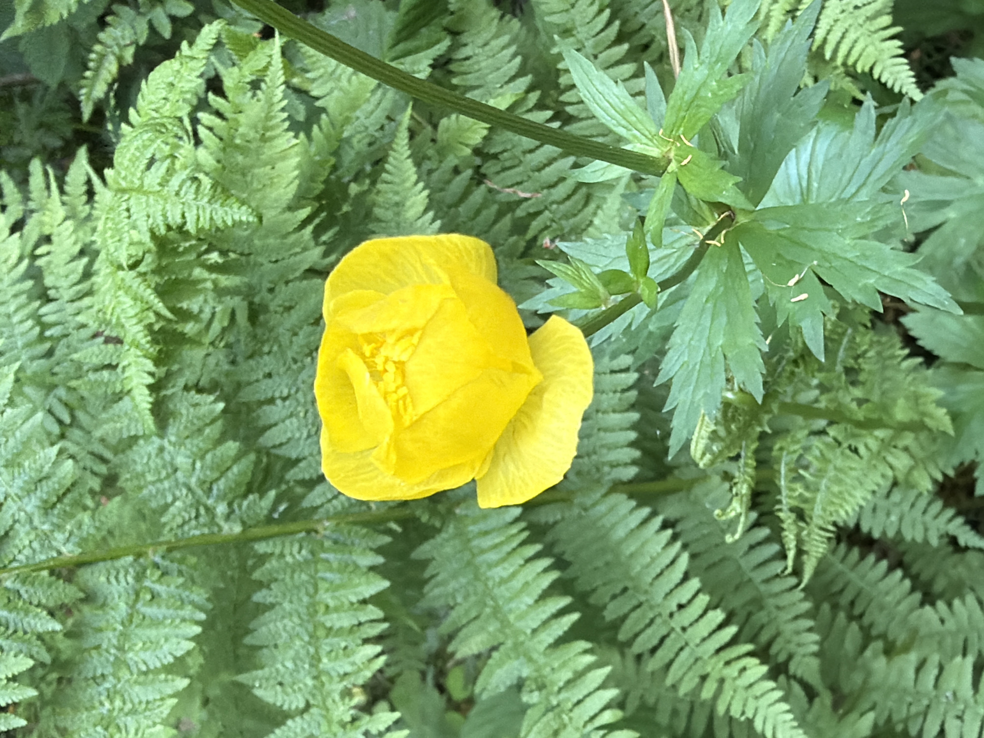 In Kuznechnoye, Russia, a close-up shot captures a vibrant yellow flower, possibly a Trollius, blooming amidst lush green ferns. The flower is a rich, saturated yellow, with petals tightly furled in its center and slightly more open towards the bottom. The ferns surrounding the flower are a deep, verdant green, their fronds intricately detailed and creating a soft, natural backdrop. The scene is dappled with natural light, highlighting the textures of both the flower and the foliage. The overall impression is one of natural beauty and a serene forest environment.