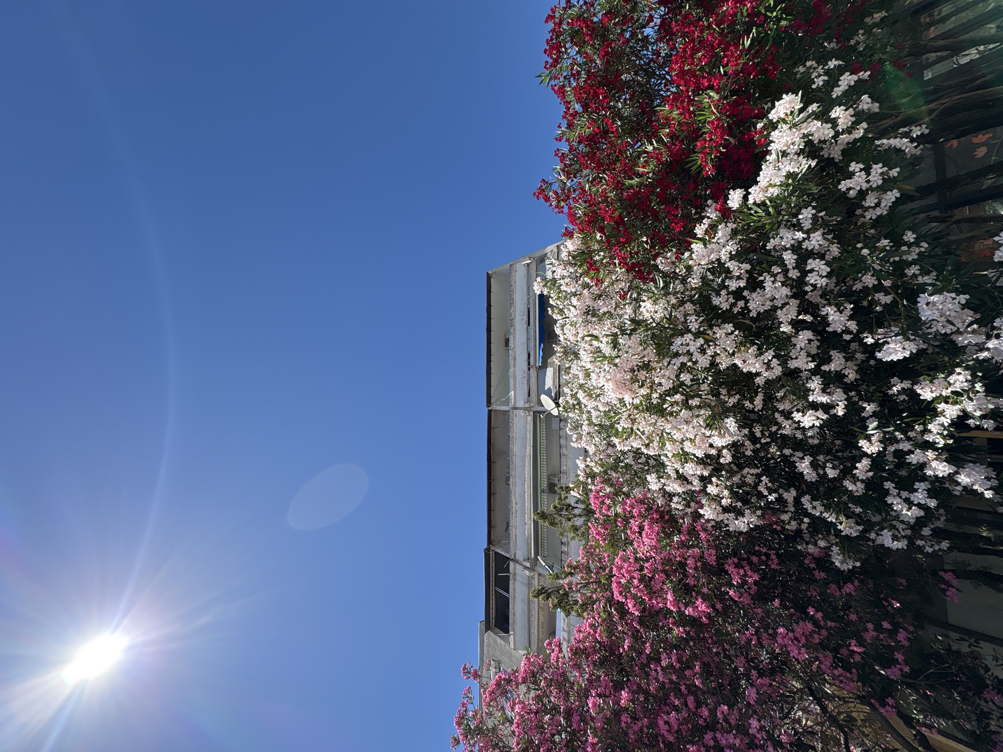 The image depicts a section of a building in Bar, Montenegro, seen from below. The building is a multi-story structure with a weathered facade, visible balconies, and some windows. In front of the building, a vibrant display of flowering shrubs creates a colorful foreground. These shrubs are densely packed with blossoms in three distinct colors: pink on the left, white in the center, and red on the right. The bright sunlight casts a strong glare in the upper left corner of the sky, suggesting it is a clear and sunny day. The sky itself is a deep, unblemished blue.