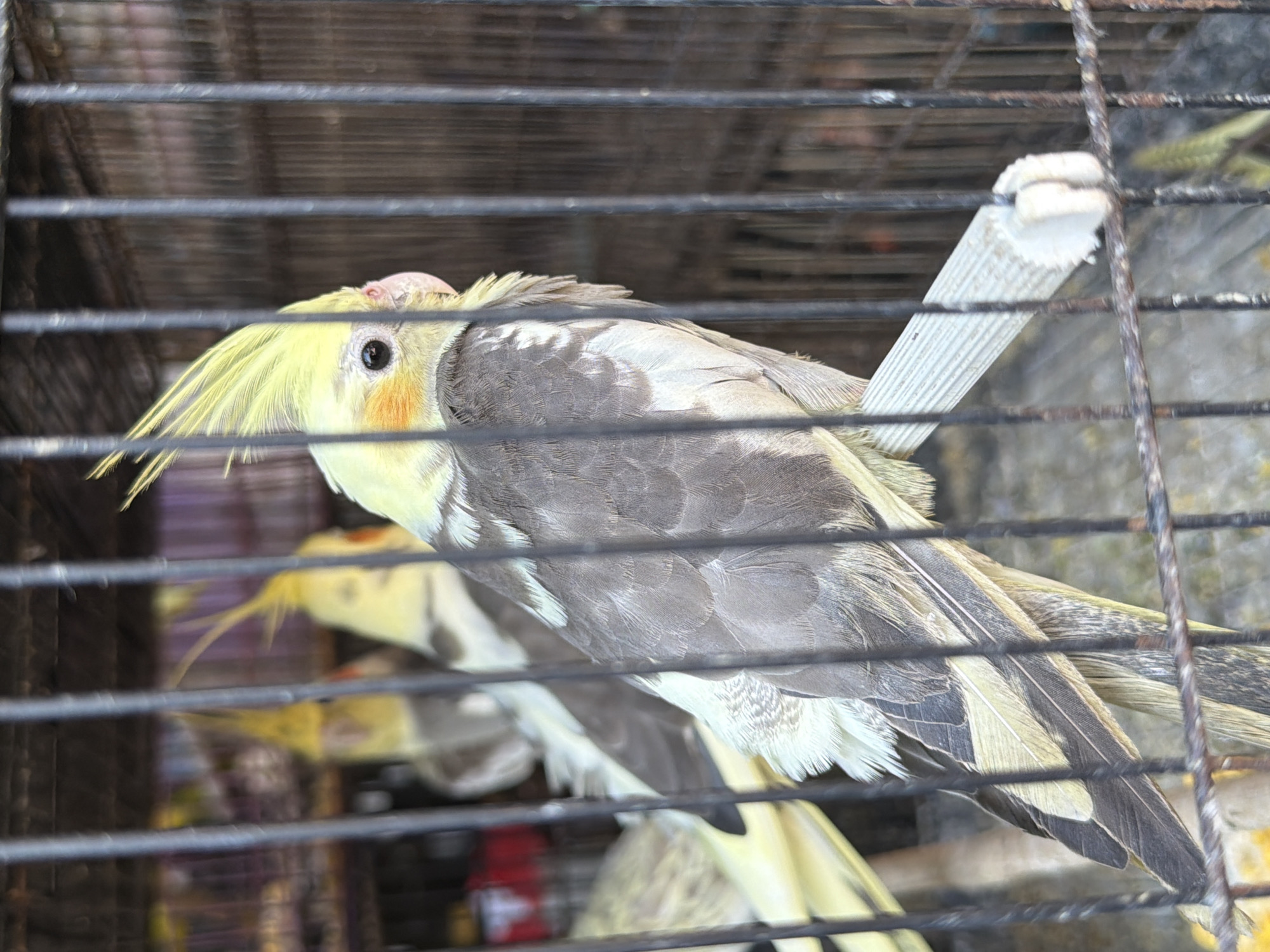 A close-up shot captures a cockatiel bird inside a cage. The bird has a distinctive yellow crest and orange cheek patches. Its body is predominantly grey with white and yellow markings. The cage bars are prominent in the foreground, creating a layered effect. Behind the bird, other cockatiels are visible, some blurred, suggesting a crowded environment. The background is dark and indistinct, with some hints of purple and yellow colors. A white perch or toy is attached to the cage bars. The image appears to have been taken indoors or in a shaded area, as there are no strong shadows or indications of bright sunlight. The overall lighting is moderate. The scene is suggestive of a pet store or bird sanctuary in Denpasar, Indonesia. No text is visible in the image.