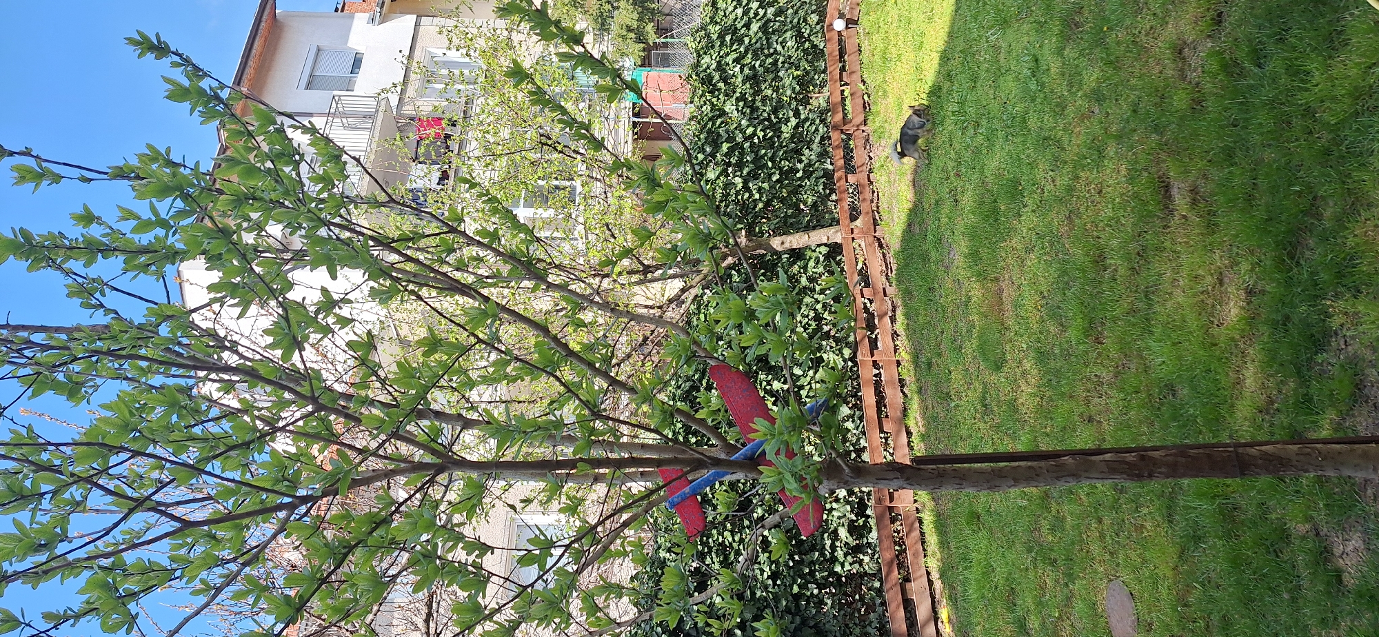 A daytime shot depicts a yard in Stara Zagora, Bulgaria, featuring a tree with budding green leaves. The tree has a red and blue toy airplane nestled in its branches. A low, brown wooden fence separates the tree and an ivy-covered area from a green lawn. Beyond the ivy, a building with white walls and windows is visible. A dog is visible on the lawn, near the fence. The sky is blue and mostly clear.