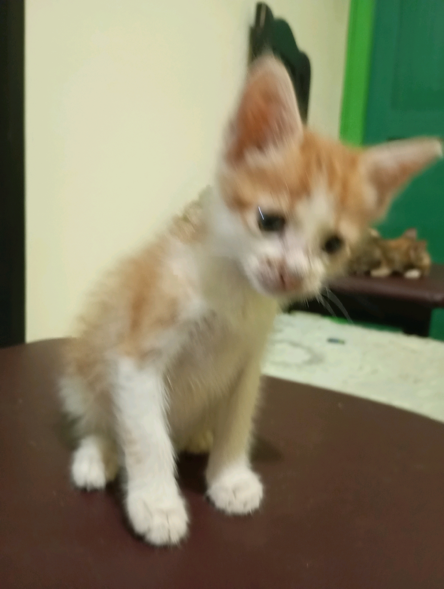 A close-up, slightly blurry, eye-level shot shows an orange and white kitten sitting on a dark brown surface, possibly a table. The kitten is facing slightly to the left of the camera. Its fur appears fluffy, with patches of orange and white. The background is out of focus, with a pale yellow wall on the left and a bright green surface on the right, which could be a wall or a door. There is a hint of another orange kitten in the background, also blurry and further away. The lighting is dim, creating shadows. This scene is unlikely to be specifically located within Balikpapan, Indonesia, as there are no discernible landmarks or cultural indicators to suggest a specific city or country.