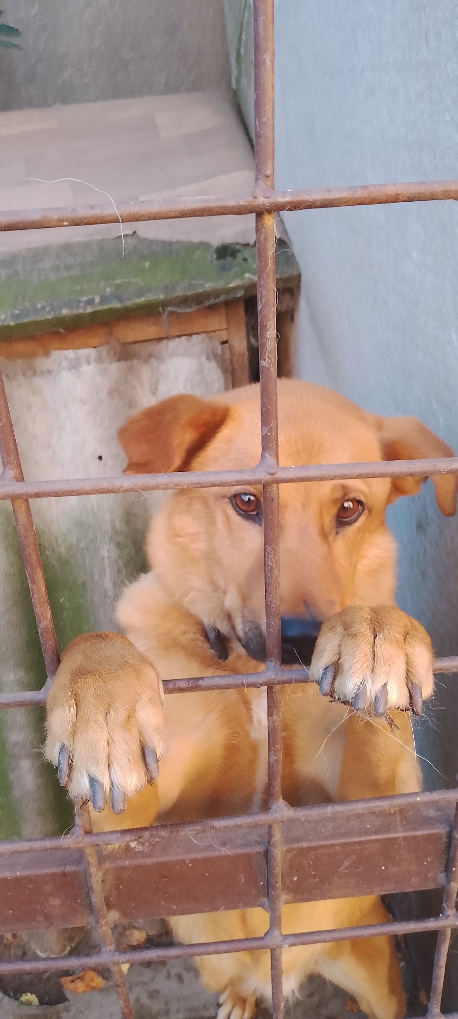 A medium-sized, light brown dog with its front paws resting on a rusty metal grate is looking through the grate. The dog has dark eyes and floppy ears. The background appears to be an outdoor setting with a concrete wall and what looks like a small shelter or enclosure behind the grate. There are some cobwebs or fine debris visible on the grate and in the background. The image is taken from a close-up perspective, focusing on the dog's head and front paws. There is no indication of the specific location in Belgorod, Russia.