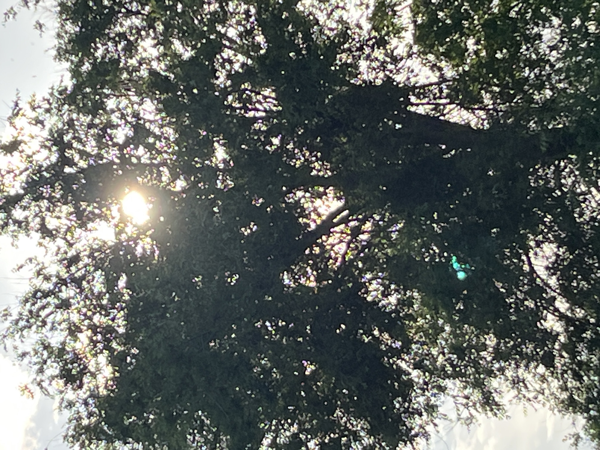 The image depicts a view looking up into the canopy of a tree. The sun is visible, partially obscured by the leaves and branches, creating a bright glare. The foliage is dense and green, casting shadows. The environment appears to be outdoors during the daytime. The image's location cannot be determined to be Kryvyi Rih, Ukraine, from the visual data alone.
