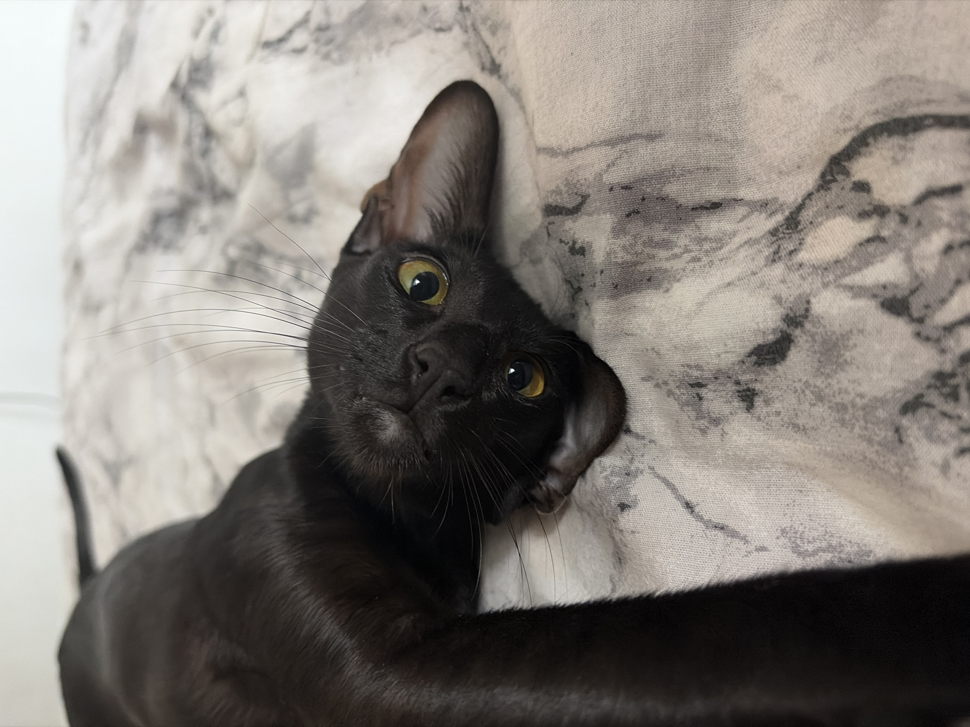 A black cat with yellow eyes lies on a patterned white and grey cloth. The cat's head is tilted, and one ear is visible. The tail and part of the body are also visible. The location is not identified in the image.