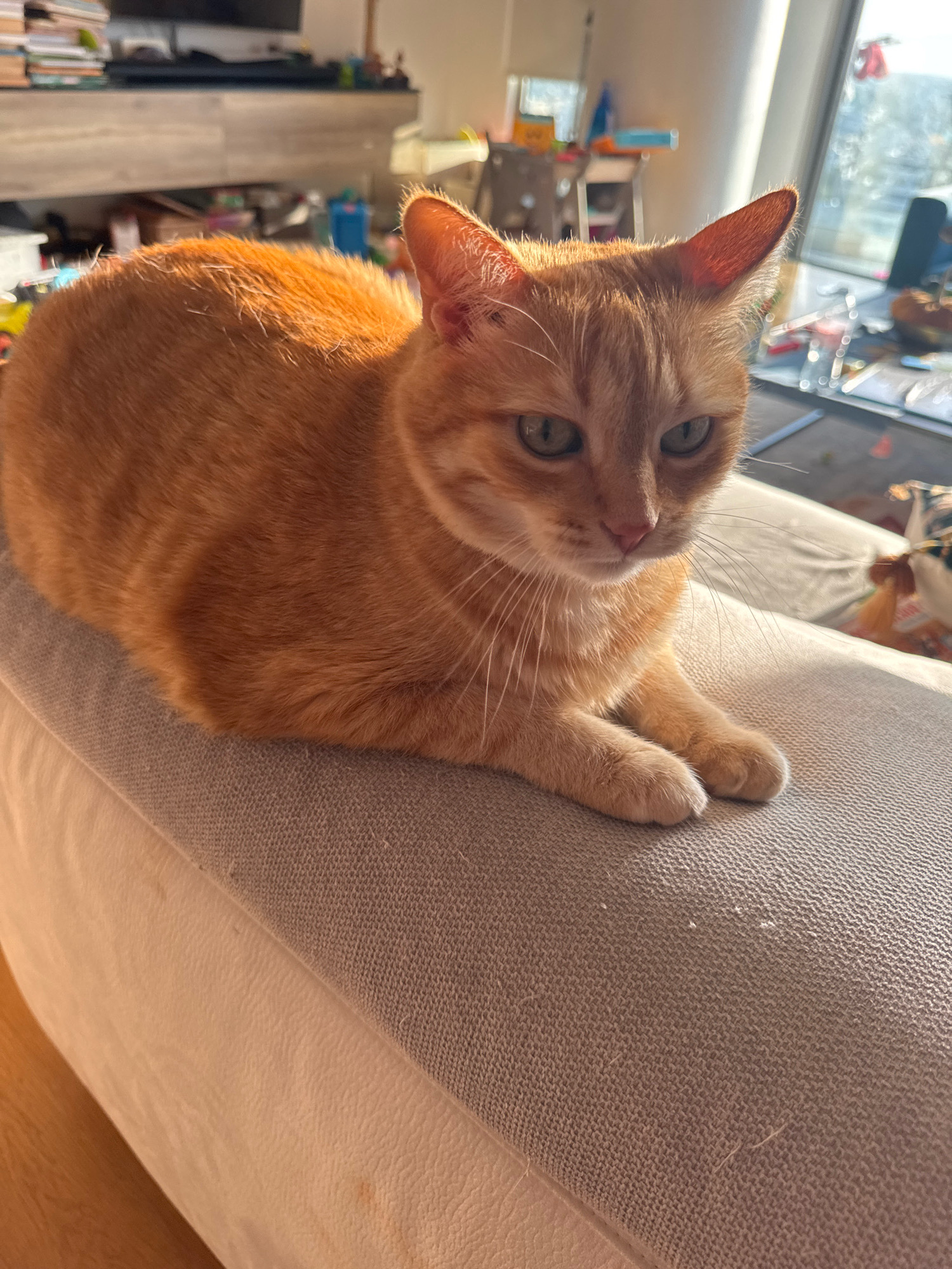 A ginger cat is resting on a couch in an indoor setting. The cat is facing the camera with its front paws tucked beneath its chest. The cat's fur is a warm orange color with darker stripes. Its eyes are green and it has prominent white whiskers. The couch appears to be made of a light-colored fabric with a textured weave. Sunlight is streaming in from a window to the right of the frame, casting a warm glow on the cat and the couch. In the background, out of focus, are hints of a living area with furniture and various items on shelves. There are no people or explicit signs of activity in the image. The scene appears to be a domestic environment.