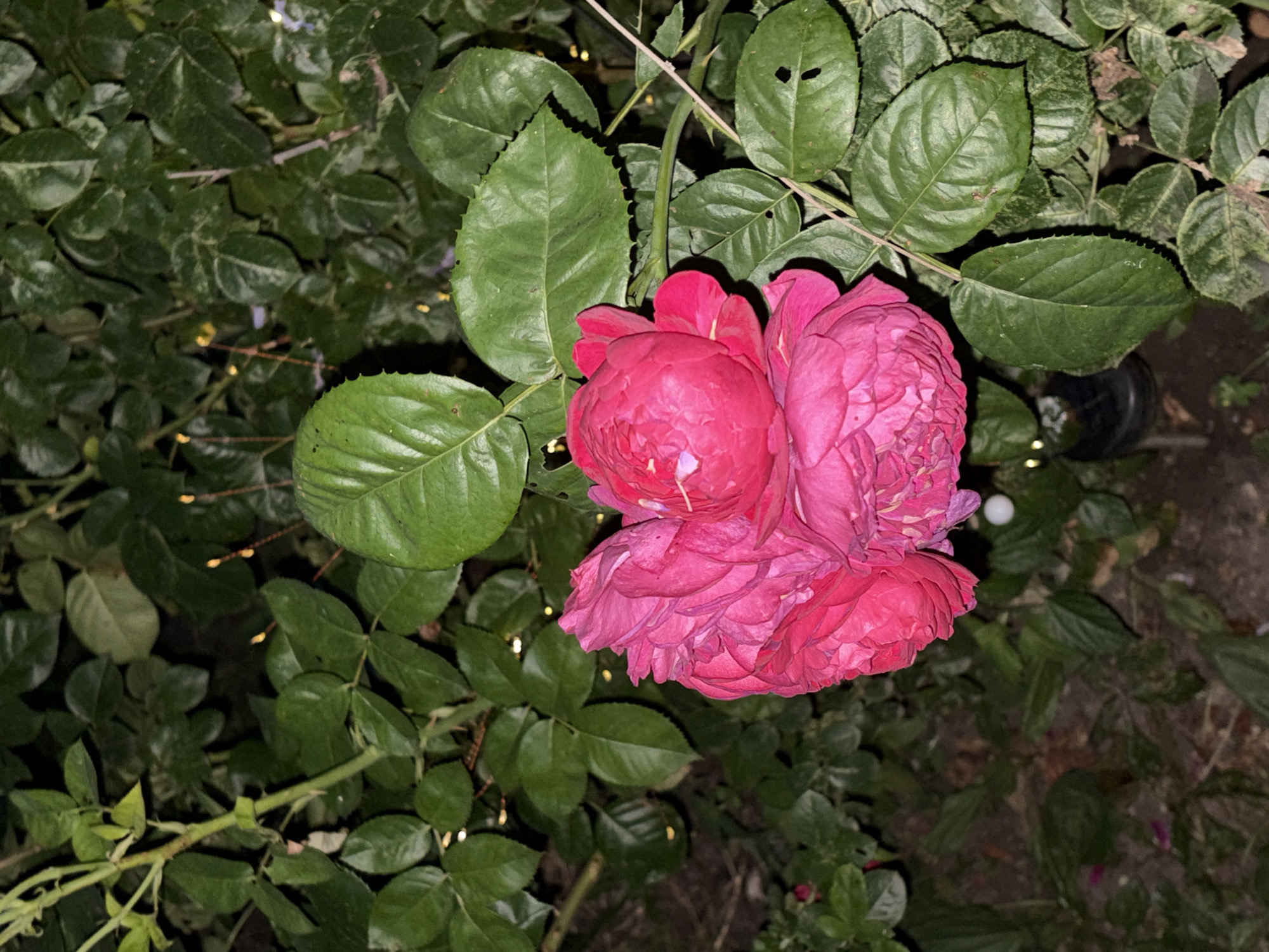 This is a close-up, eye-level shot of a cluster of bright pink, double-petaled roses nestled amongst lush green foliage. The roses are the dominant subject, with their tightly packed petals creating a textured, almost ruffled appearance. The lighting suggests it is either dusk or nighttime, with artificial lights visible as small, warm yellow dots scattered throughout the background greenery, possibly fairy lights. The background is dark and slightly out of focus, showing more of the dense green leaves and some dark soil. The overall impression is one of natural beauty enhanced by decorative lighting. There is no visible text. The location context is Korenovsk, Russia.