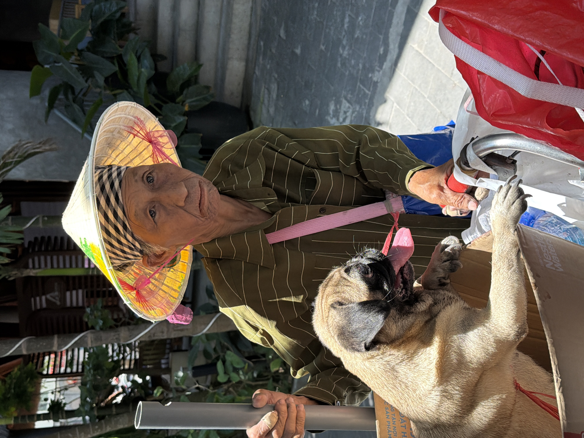 In Đà Nẵng, Vietnam, an elderly person wearing a traditional Vietnamese conical hat and a striped shirt is holding a gray metal bar. The person is standing next to a pug dog that is partially inside a cardboard box, with its tongue hanging out. Red plastic bags and a blue tarp are nearby. The setting appears to be outdoors, possibly on a sidewalk or in a yard.