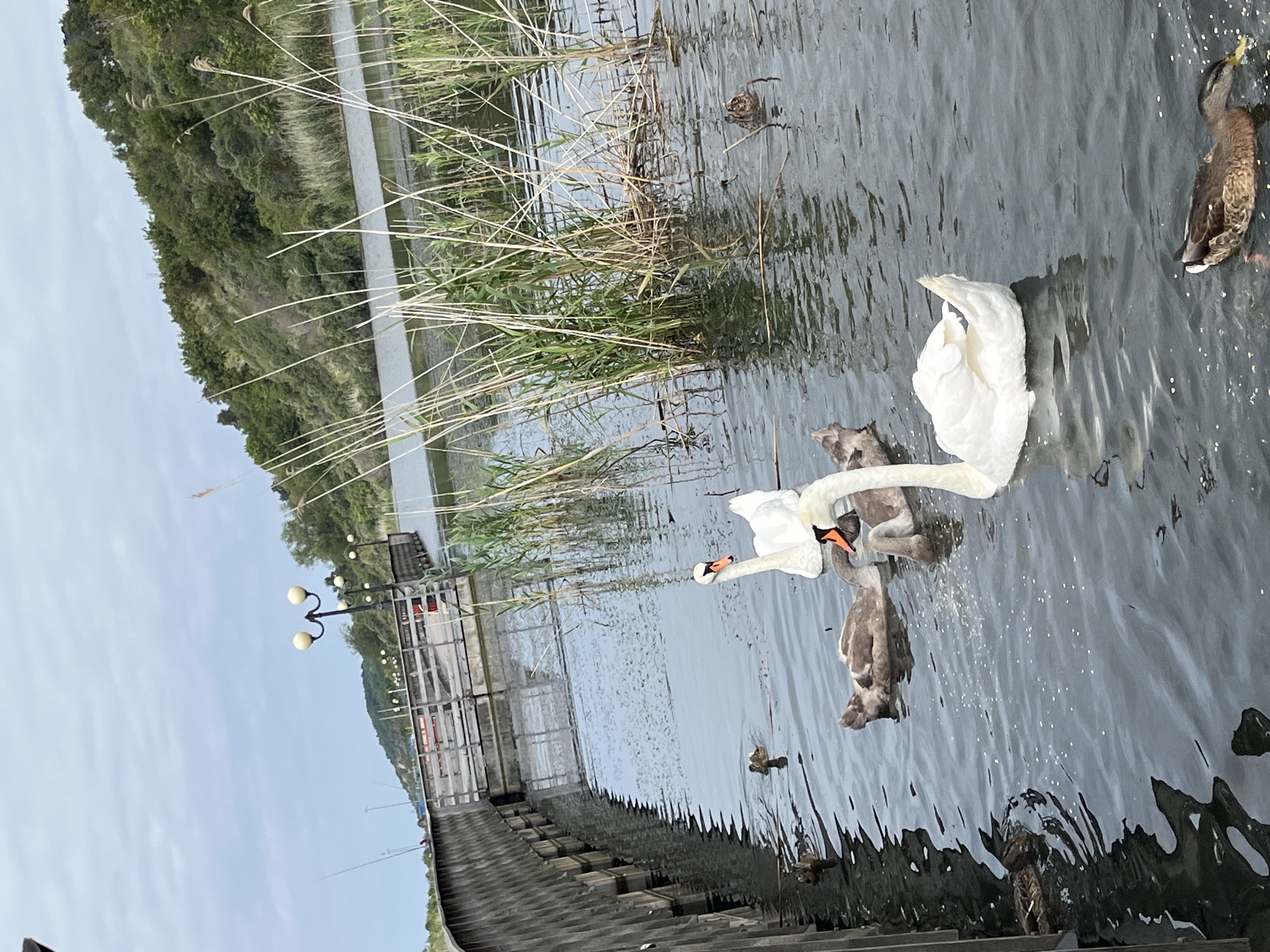 In Yantarny, Russia, at the Baltic Sea coast, a serene lake scene unfolds. A wooden walkway stretches into the distance, lined with lampposts. On the tranquil water, several swans are present, including adult white swans and gray cygnets. Ducks are also visible, some swimming near the swans. The lake is surrounded by lush green trees and reeds, with a cloudy sky overhead. The overall atmosphere is peaceful and natural.