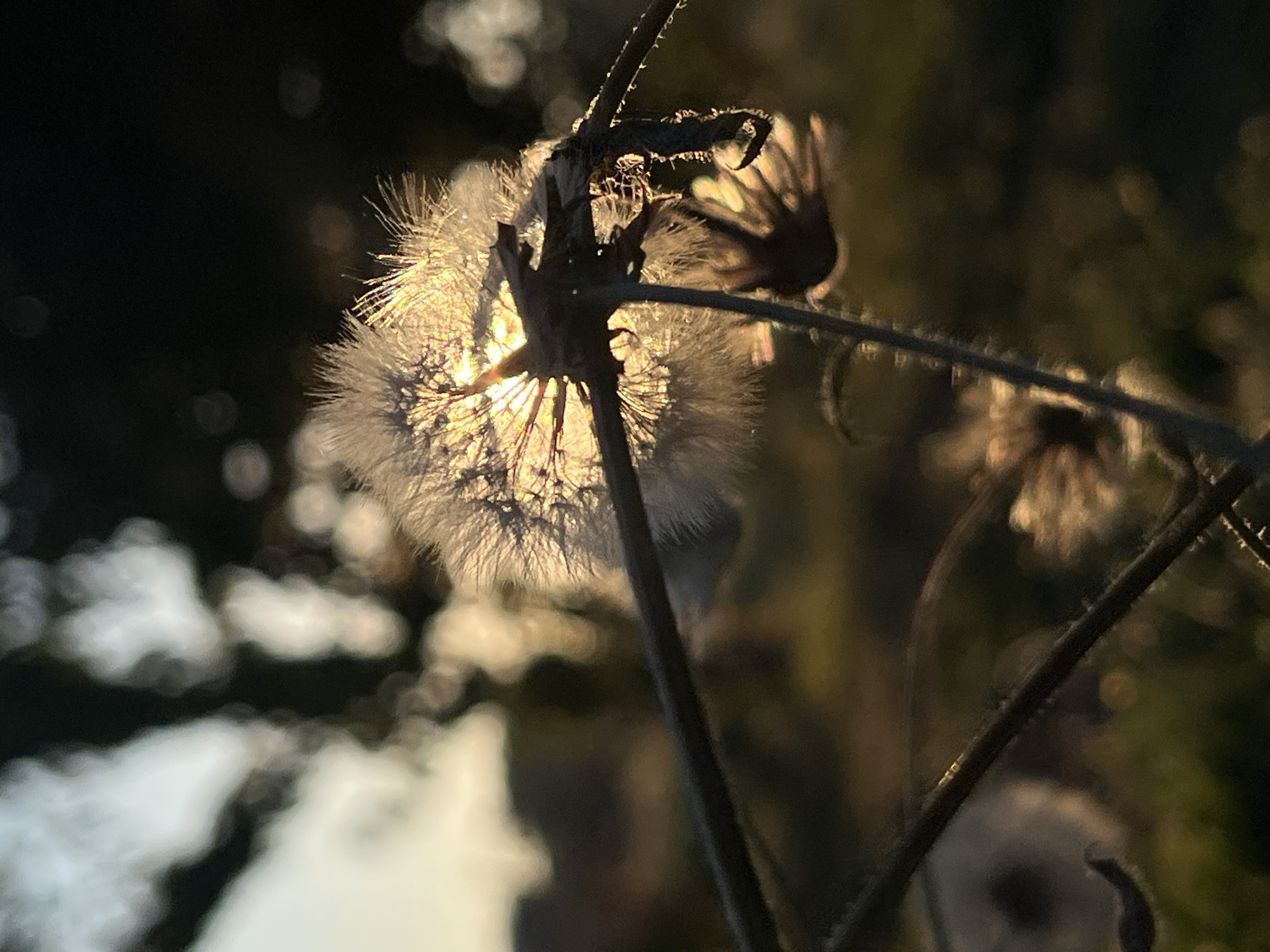 A close-up, low-angle shot captures a dandelion seed head silhouetted against the warm glow of the setting sun. The sun's rays pierce through the delicate fibers of the seed head, creating a luminous halo effect. The dandelion stem is dark and slender, with a few small leaves or bracts visible. In the background, the scene is softly blurred, with hints of dark trees and foliage against a pale, warm sky. The overall impression is one of natural beauty and the fleeting moment of twilight. The image has been taken in an outdoor, natural environment, likely in a field or park. There are no people or animals present in the image. The focus is entirely on the dandelion and the play of light.