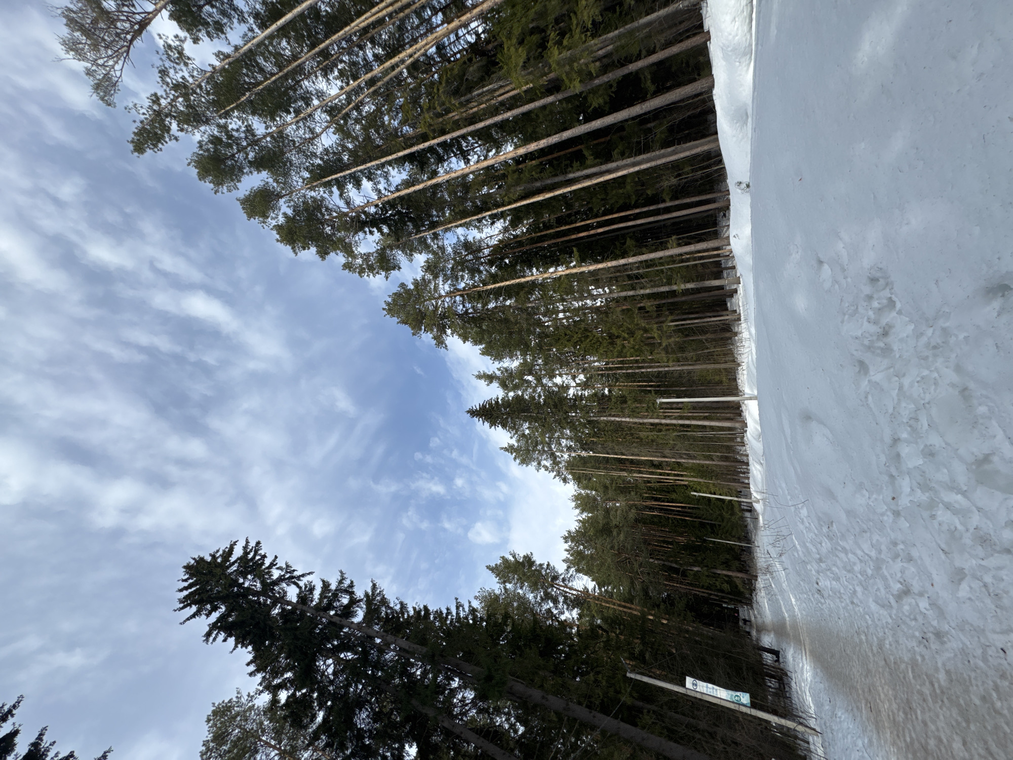 The image shows a winter scene in Votkinsk, Russia. A snow-covered path runs along the right side of the image. To the left of the path is a forest of tall evergreen trees, their bare trunks visible in the lower sections. The sky is blue with scattered clouds. The perspective is tilted, with the tops of the trees seeming to converge towards the center. A sign is attached to a post.