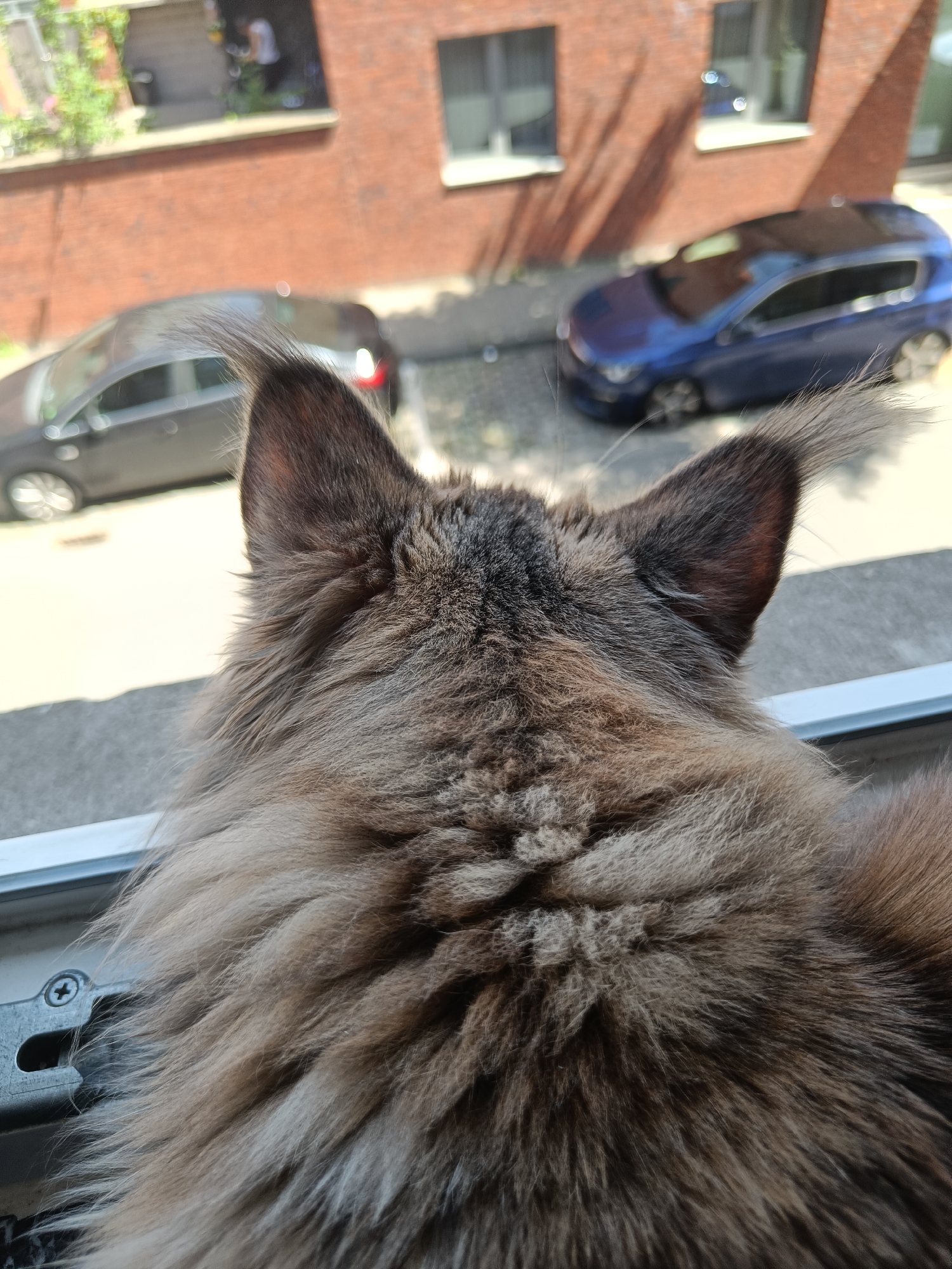 A close-up photograph shows the back of a long-haired cat's head with pointed ears and tufts of hair at the tips, positioned at a window. Outside, two cars, one gray and one blue, are parked on the street. A brick building with windows is visible across the street. Someone is visible through a window in the building. The location is unknown.