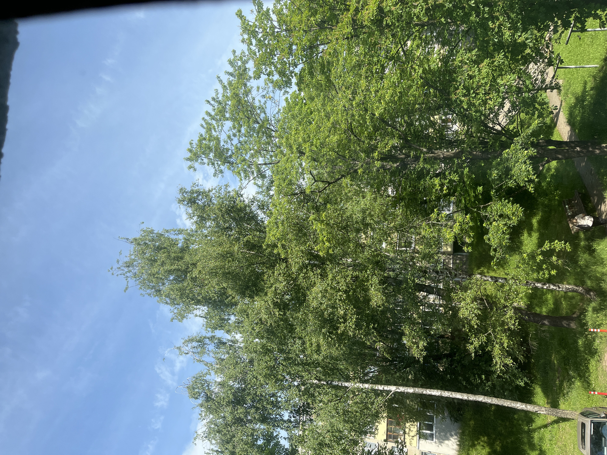 A medium-shot image captures a view of trees against a blue sky with scattered white clouds, likely from a window. In the foreground, several deciduous trees with lush green foliage dominate the frame. To the left, a tall, slender birch tree with white bark stands prominently. Behind these trees, a multi-story building with light-colored walls and numerous windows is partially visible. The building appears to be an apartment block, characterized by its uniform architecture and balconies. The ground below the trees is covered in vibrant green grass, suggesting a well-maintained outdoor space. There are a few red and white bollards visible on the ground, as well as a parked car and a bench. A person dressed in dark clothing with a light-colored bag slung over their shoulder is walking on a paved path. The overall scene depicts a residential area in an urban setting, possibly in the city of Minsk, Belarus, given the architectural style of the building and the presence of birch trees, which are common in the region. The lighting suggests it is daytime, with sunlight casting shadows.