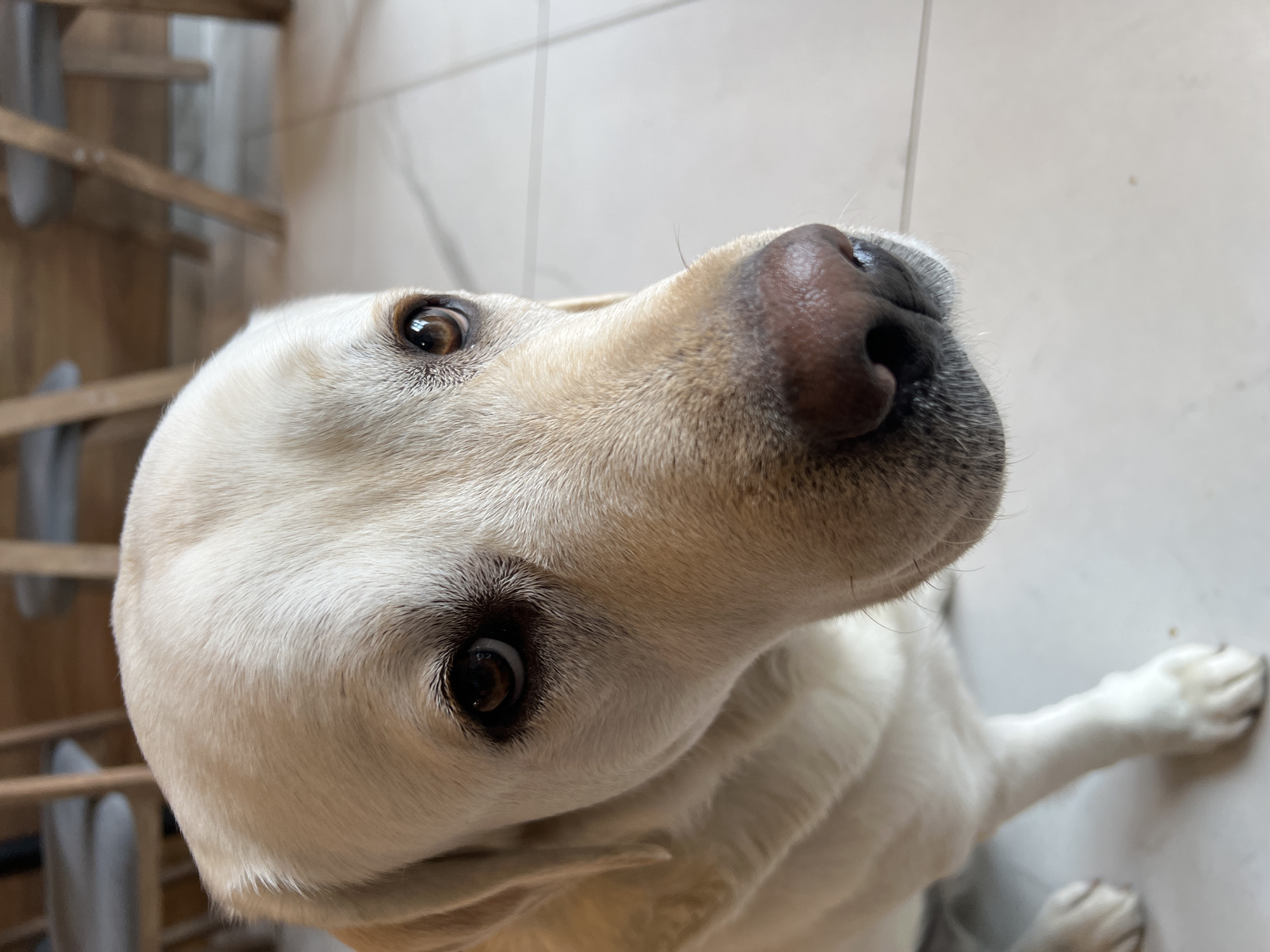 A close-up, upward-angled shot captures the head and upper body of a light-colored Labrador Retriever, likely indoors in Mytishchi, Russia. The dog, with creamy white fur, gazes attentively upwards and slightly to its right, its dark brown eyes bright and focused, conveying curiosity and a gentle demeanor. Its prominent black nose and soft whiskers are clearly visible at the right side of the frame, tilted upwards. Only one front paw is partially visible at the bottom right, resting on what appears to be a light-colored tiled floor. In the blurred background, to the left, a wooden structure resembling stairs or a slatted piece of furniture is discernible. The lighting is bright and even, consistent with daytime indoors. There is no visible text in the image.