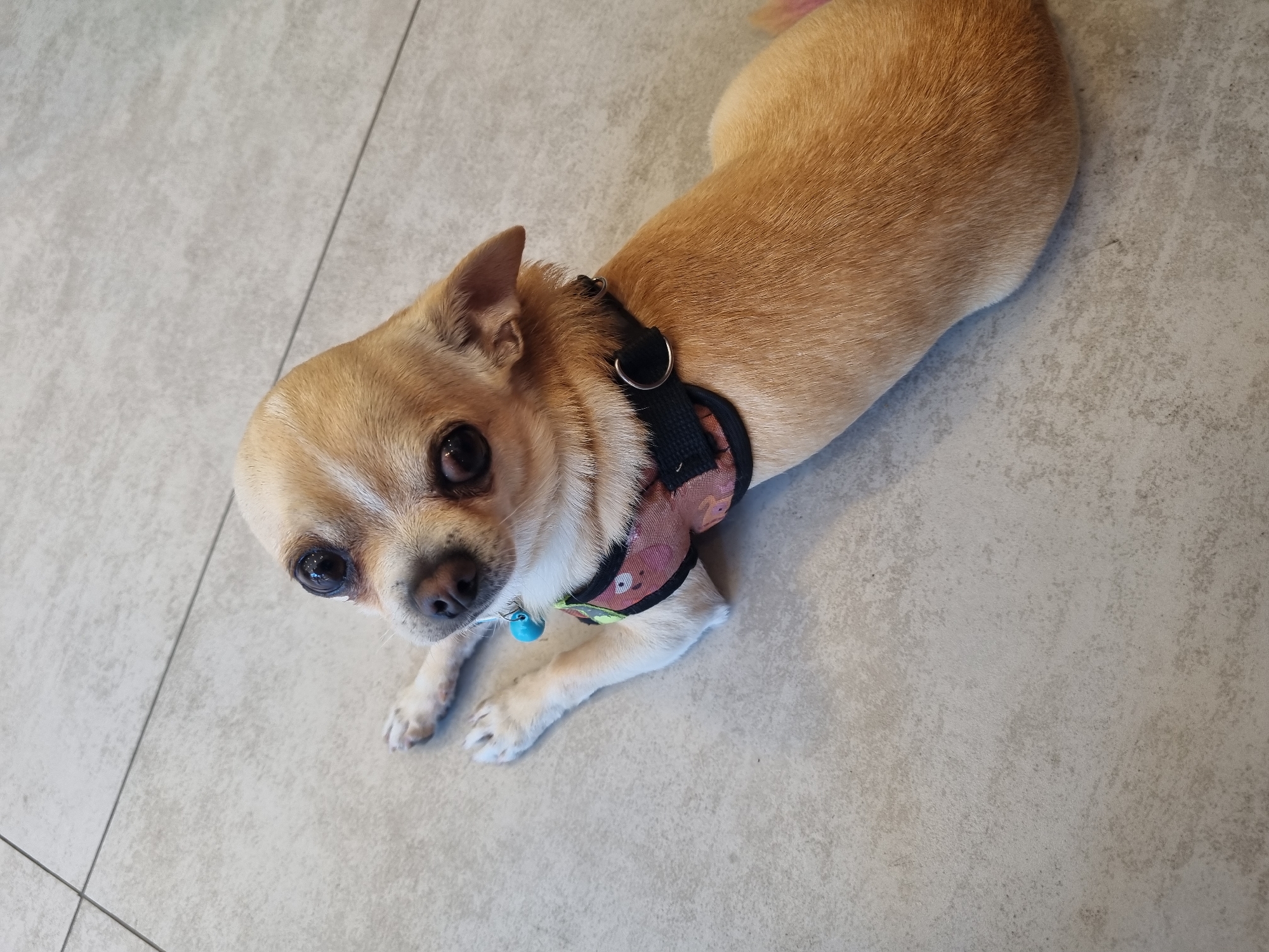 A tan chihuahua wearing a patterned harness and a blue bell lies on a grey tiled floor. The location is not discernable.
