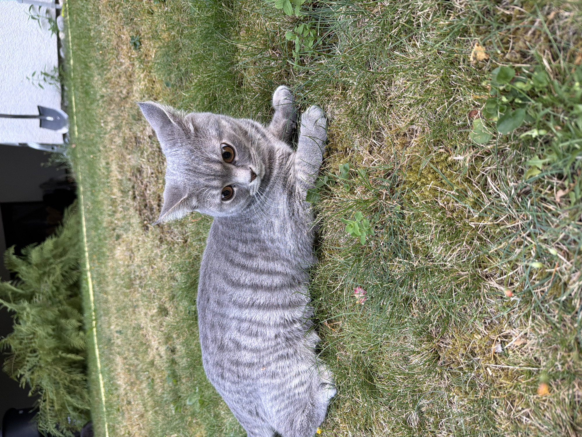 A grey tabby cat with striking amber eyes is lying on a patch of green grass. The cat is positioned in the foreground, facing to the right of the frame. Its fur exhibits distinct darker grey stripes, characteristic of the tabby pattern. The cat's ears are pointed, and its posture suggests a relaxed but alert state. The background of the image includes a dense cluster of ferns on the left, and a white building with a shovel leaning against it on the right. The overall setting appears to be an outdoor garden or yard, possibly in the city of Creußen, Germany, given the architectural style visible. The grass in the foreground is a mix of green and some drier, yellowed patches, with a few small plants and possibly fallen flower petals scattered around. The lighting indicates it is daytime, with soft, natural light illuminating the scene.