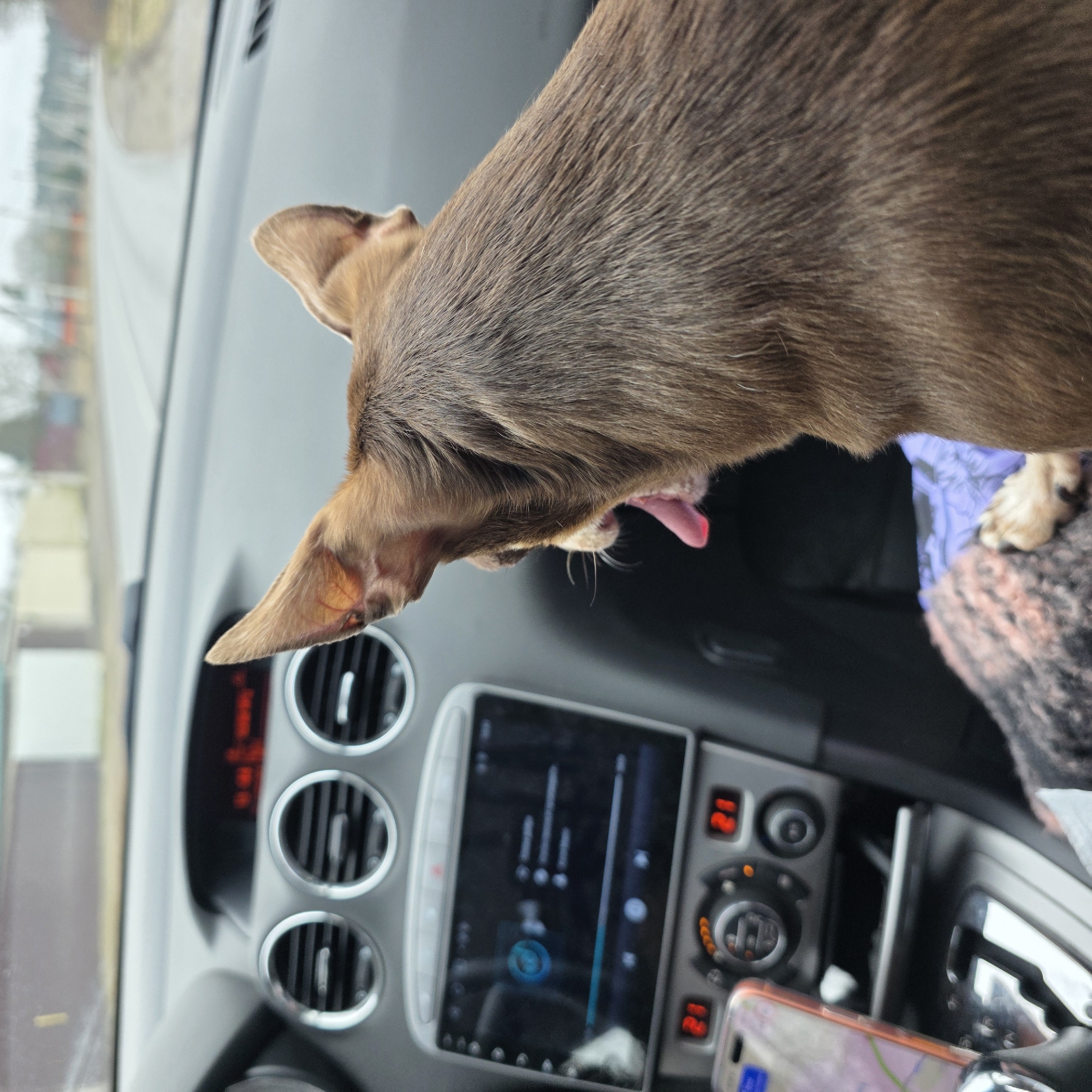 A brown chihuahua is yawning in the front passenger seat of a car. The car's dashboard is visible, showing circular air vents, a touchscreen display, and temperature controls set to 22 degrees Celsius. A phone is resting in the center console. Outside the car window, the scene is blurry, suggesting movement. Given the metadata, the location is likely Gubanitsi, Russia.
