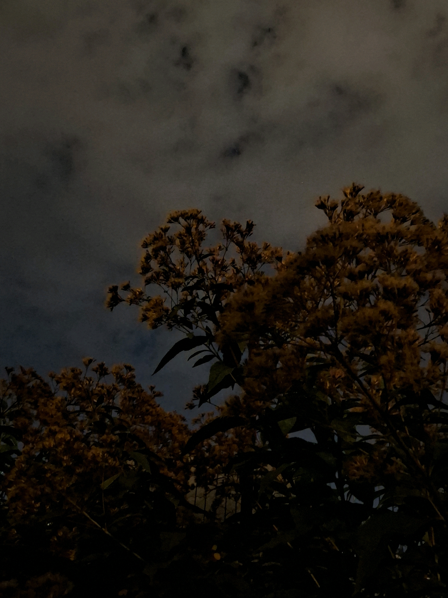 The image displays a low-angle view of dark, cloudy skies at dusk or night, with several branches of yellow-flowered plants silhouetted against the dim light. The foliage is dense and appears to be in the foreground, with clusters of small, yellowish blooms. The sky is a deep gray with lighter patches indicating clouds. No people, specific landmarks of Tyumen, Russia, or any identifiable man-made objects are visible in the frame. The scene is natural and appears to be outdoors.