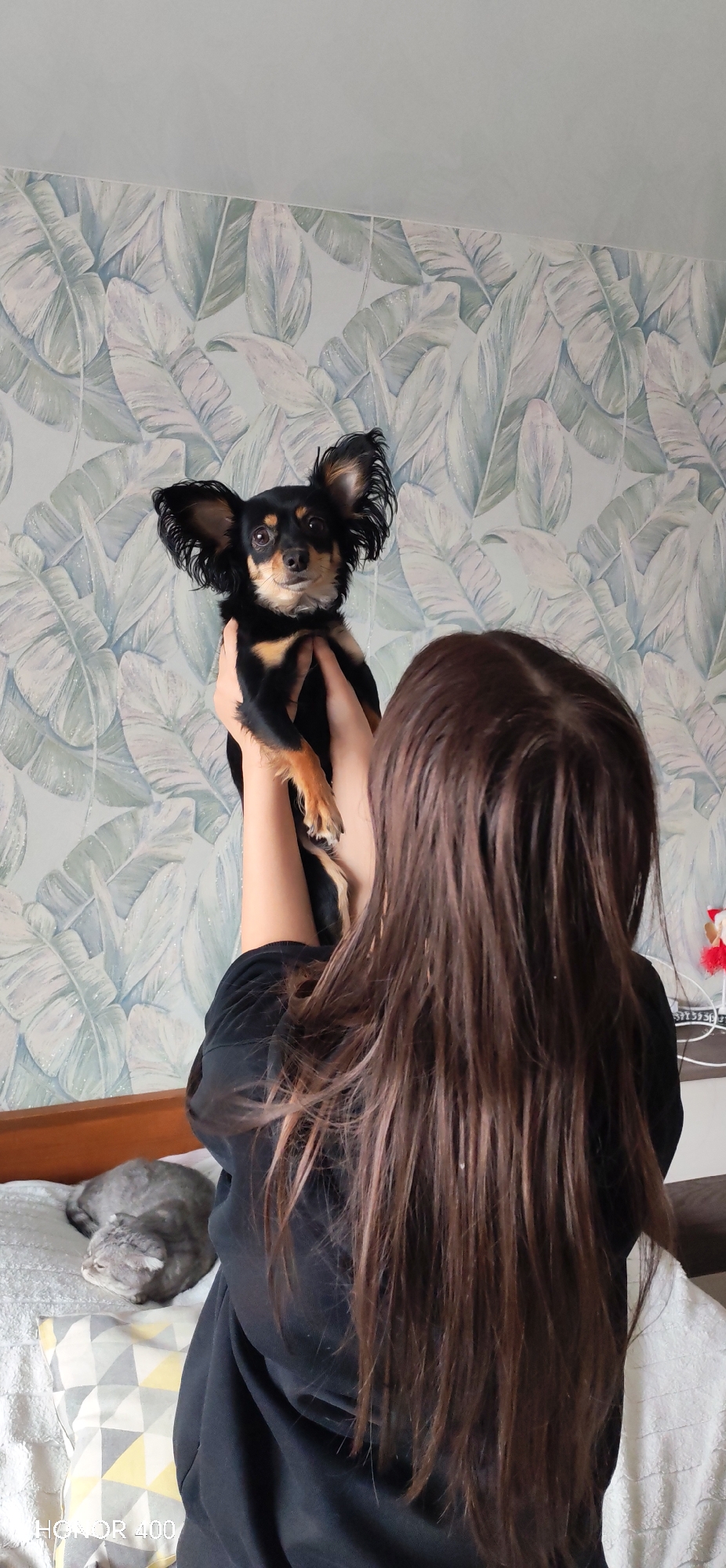 A person with long brown hair, wearing a black shirt, holds a small black and tan dog up in the air, facing the camera. A gray cat is resting on the bed in the foreground, to the left. The background consists of a wall with a pale blue and white leaf-patterned wallpaper. The location is indicated in the lower left corner of the image, "HONOR DR 400," suggesting the photo was taken by a mobile phone. The dog's expression appears alert and attentive. An undefined object is seen on a bedside table to the right. The image's composition focuses on the dog being held up by the person. The city of Noviy, Russia, is not directly identifiable in the scene.