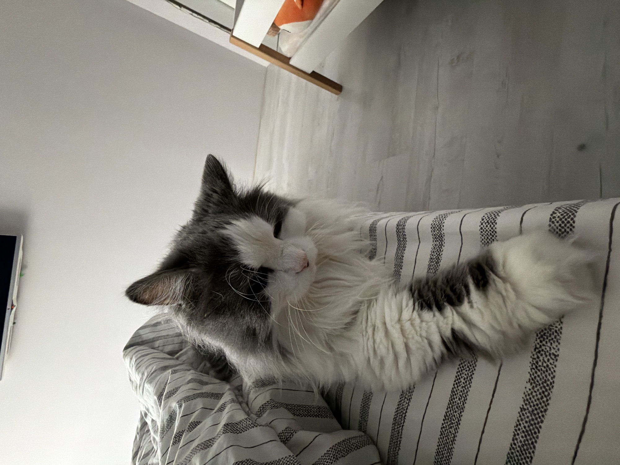 A domestic long-haired cat, predominantly white with grey patches, is resting on a striped bed or sofa in an indoor setting. The cat has a fluffy white chest and face, with soft grey fur around its ears, on the top of its head, and a dark patch below its left eye. One front paw, also covered in thick white and grey fur, is extended forward, resting on the striped fabric. The cat is looking gently towards the viewer with a calm and relaxed expression.
The bedding features alternating thin white and dark grey/black stripes, with some textured patterns within the stripes. In the background, a light-colored wall is visible, along with a glimpse of a light-colored piece of furniture or shelf featuring a wooden accent and a small orange item. Further back, a light wooden or laminate floor is also visible. A partial view of a white electronic device, possibly a television or monitor, is seen on the far left. The overall scene suggests a quiet moment of relaxation for the cat, likely in a bedroom or living room during the daytime. No visible text is present.