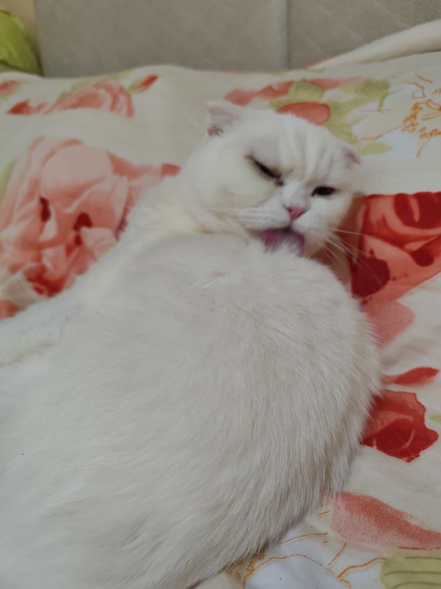 A white cat is lying on a bed with a floral pattern comforter. The cat is licking its body. The cat's fur is fluffy and white. One of its eyes is squinted closed. The background is blurred.